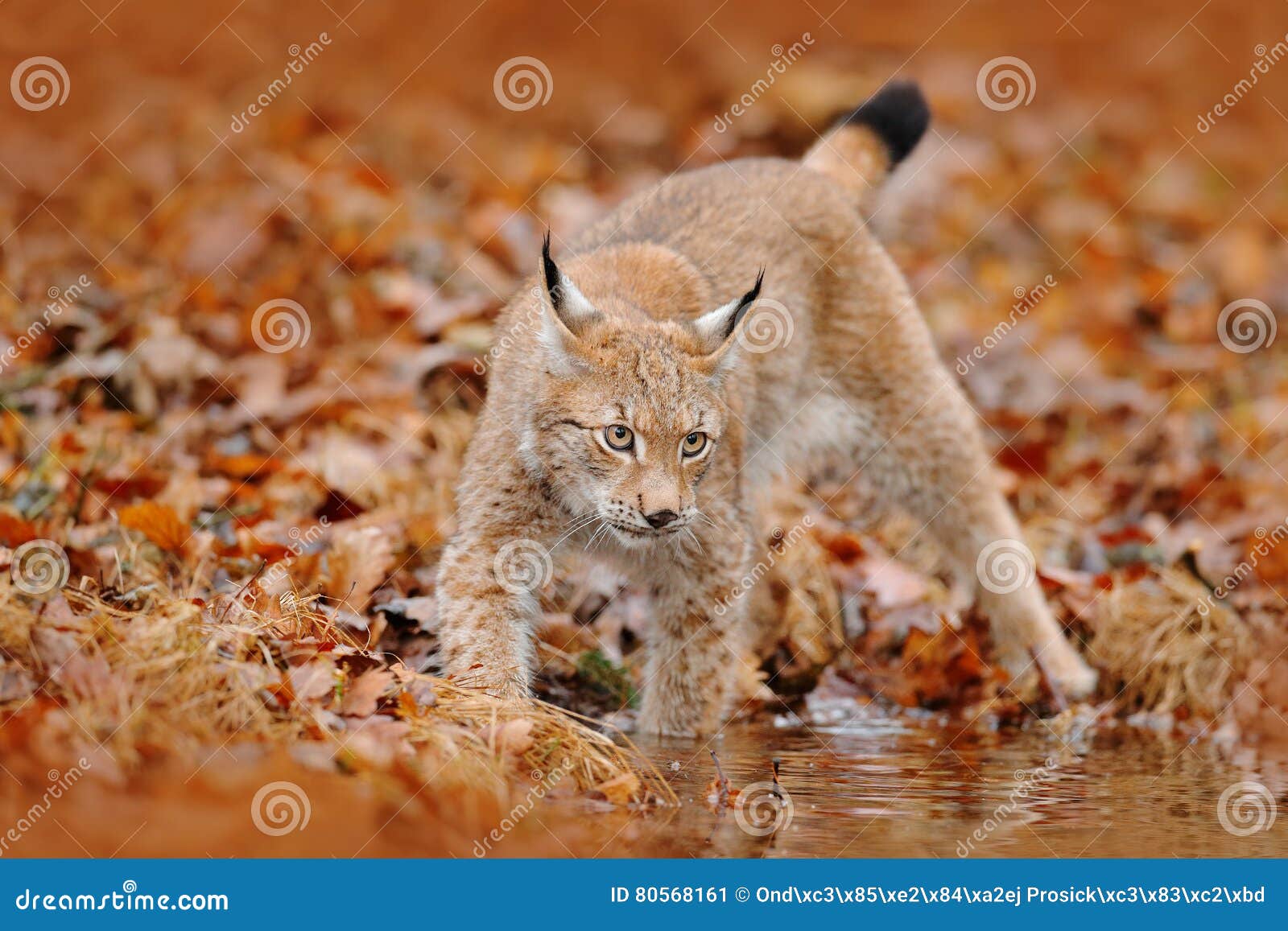 Foret D Automne Avec Le Lynx Lynx Marchant Dans Les Feuilles Oranges Animal Sauvage Cache Dans L Habitat De Nature Allemagne Lyn Image Stock Image Du Foret Dans