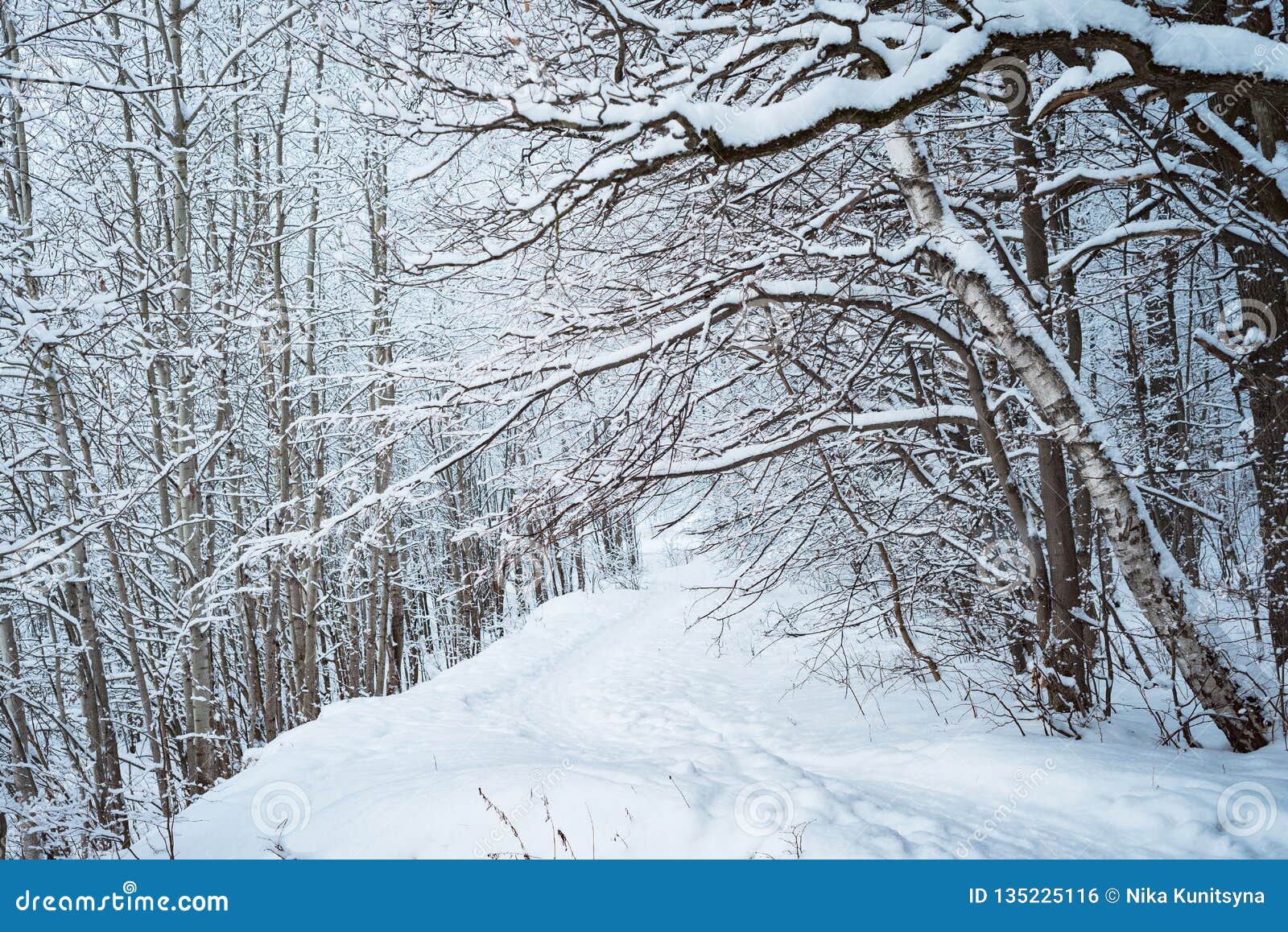 Foret En Hiver Arbres En Hiver Photo Stock Image Du Environnement Stationnement