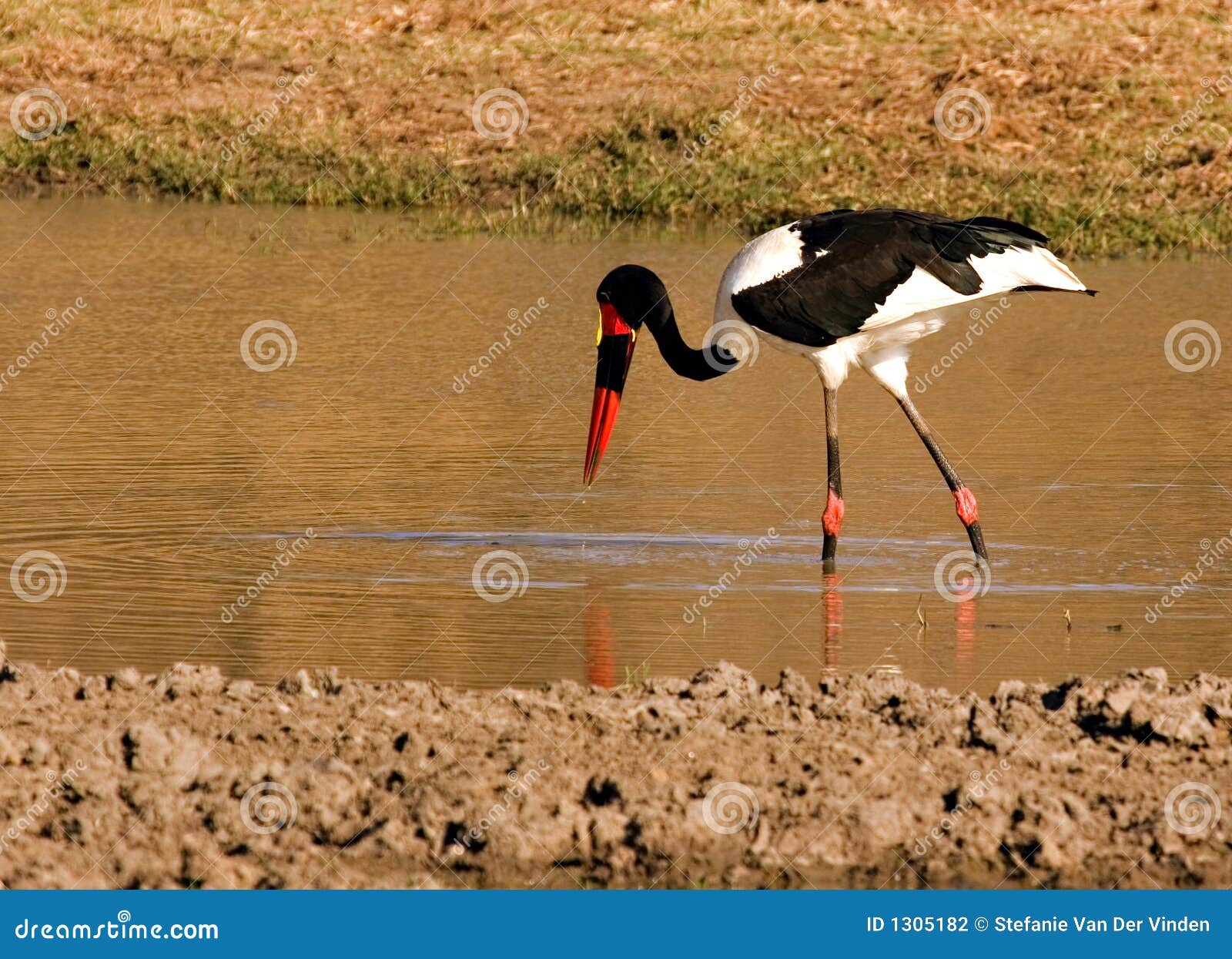 Foraging bird stock photo. Image of neck, park, nature 1305182