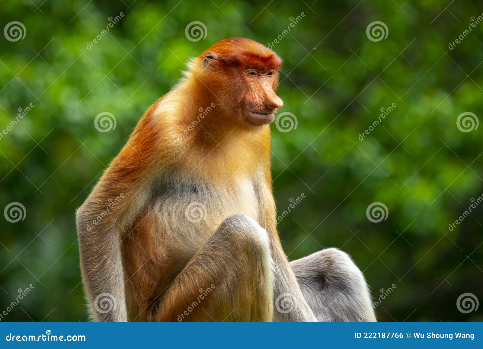 Proboscis Monkeys  New England Primate Conservancy