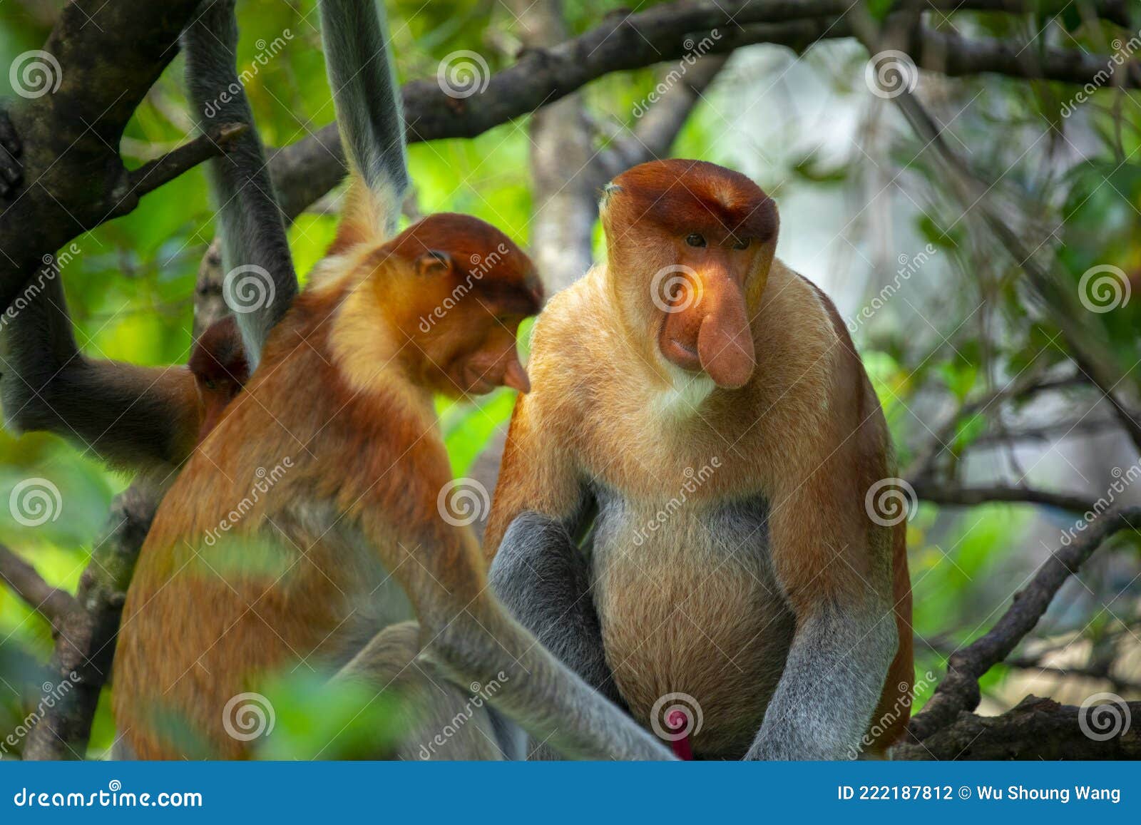 Proboscis Monkeys  New England Primate Conservancy