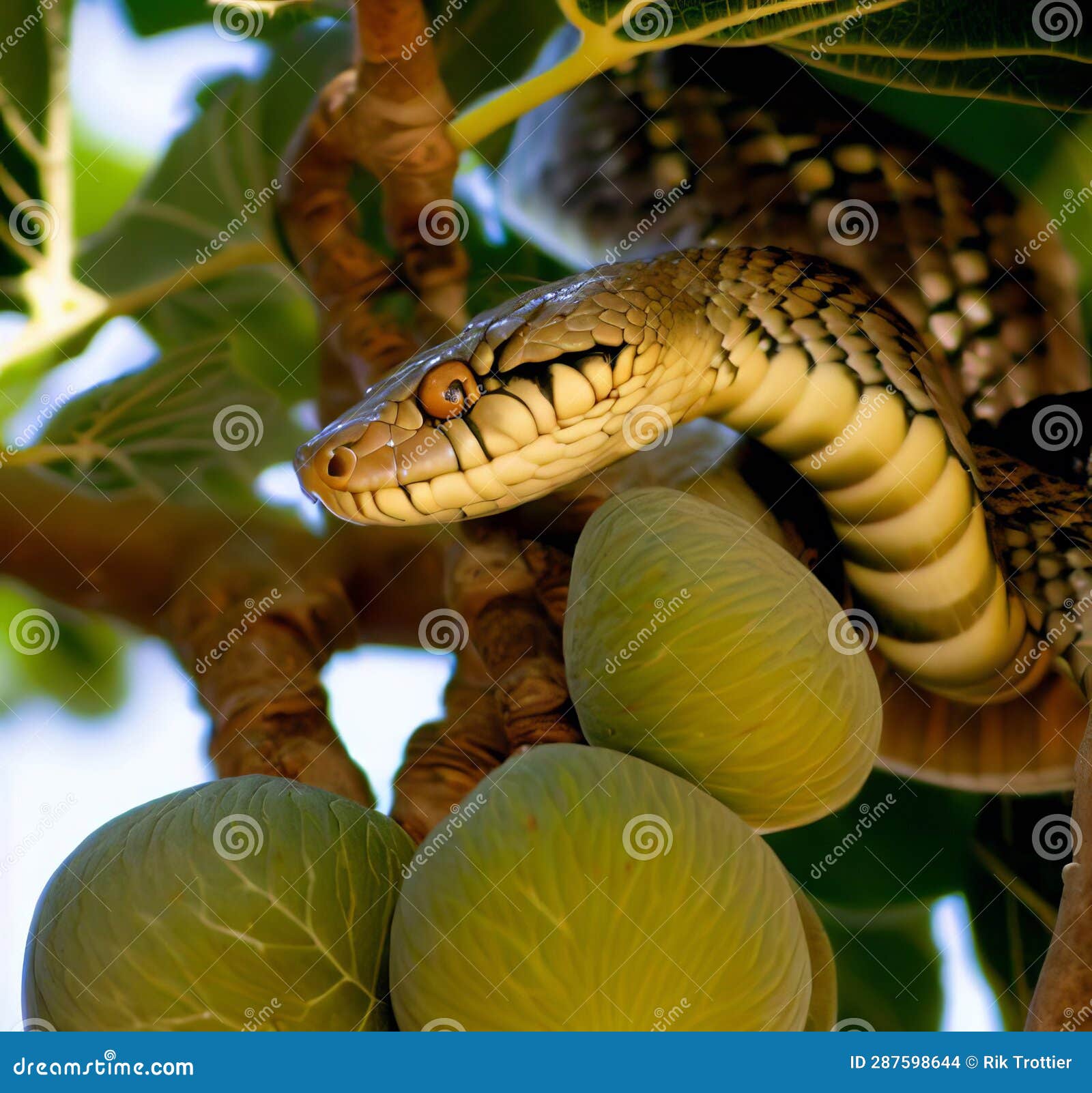 Forbidden Fruit In The Darden Of Eden Stock Illustration Illustration Of Adam Garden 287598644