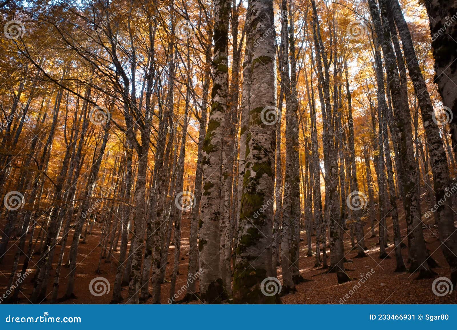 forca d`acero, pescasseroli, abruzzo, italia