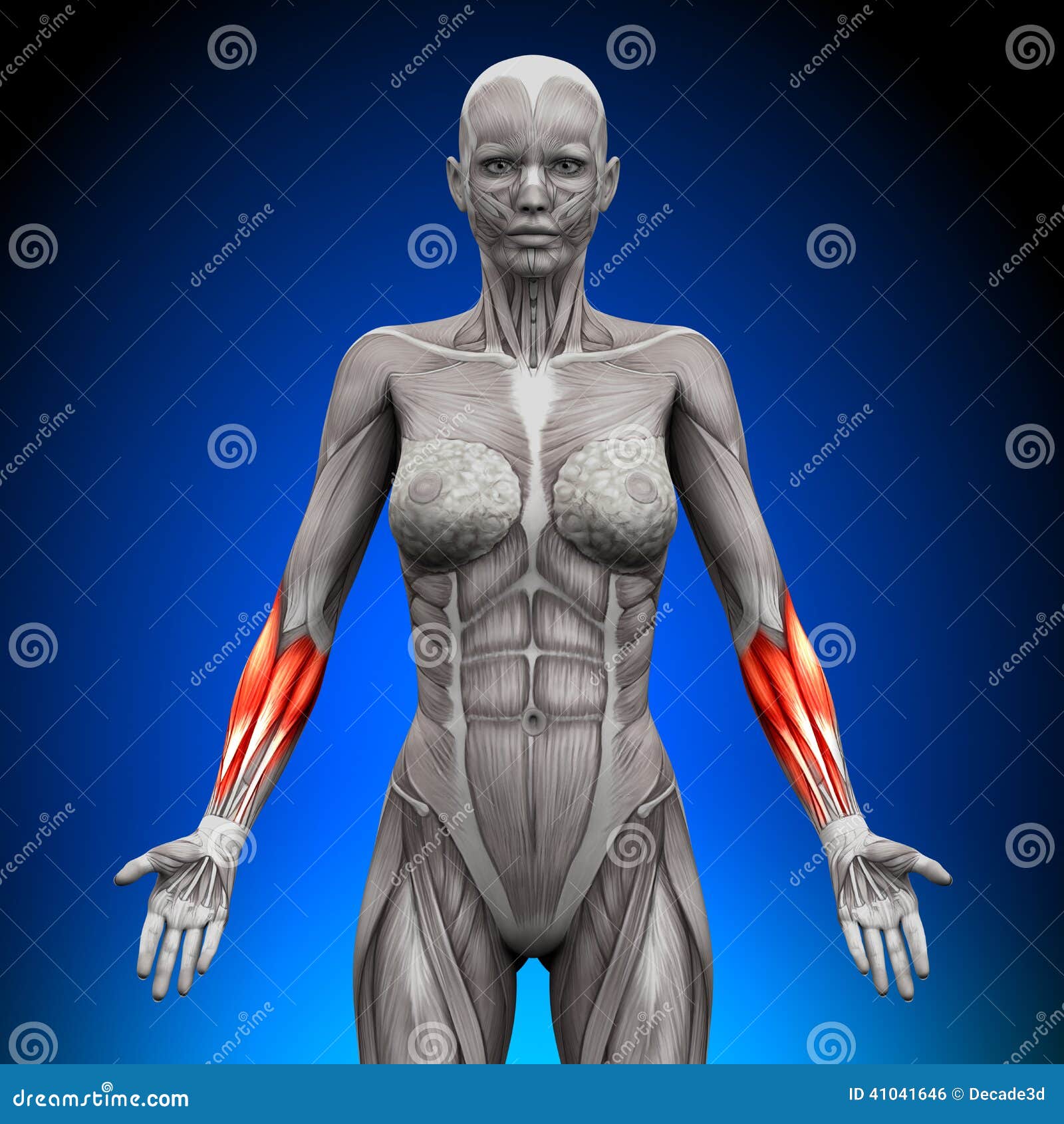 Forearms Female Anatomy Muscles Stock Illustration Illustration of