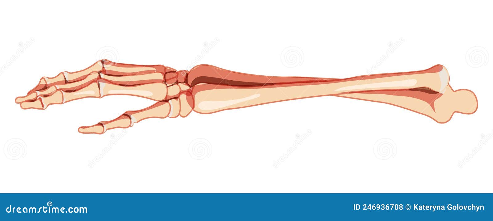 forearms skeleton human front view. set of ulna, radius, hand, carpals wrist, metacarpals, phalanges 3d realistic flat