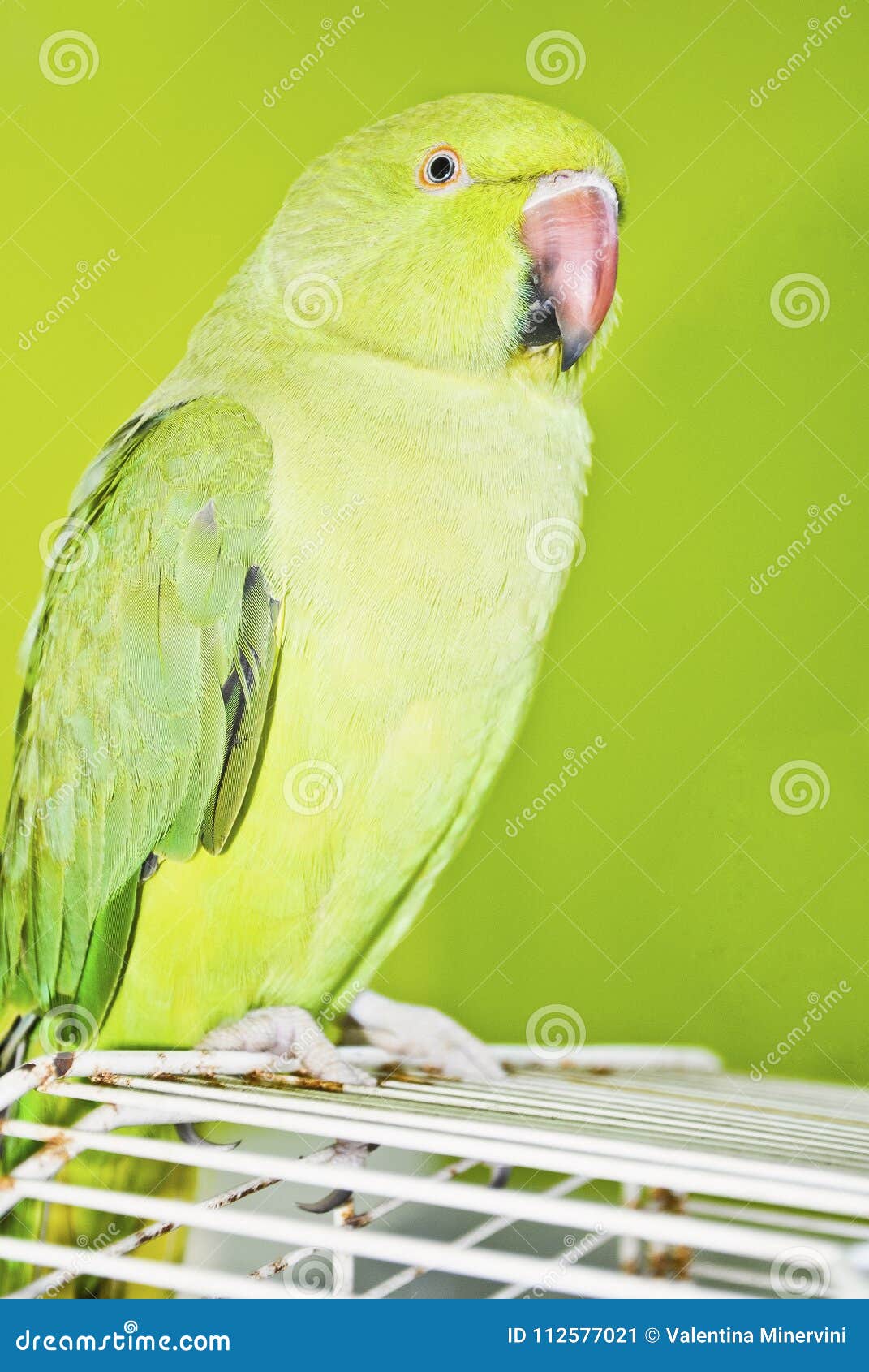 In the Foreground a Light Green Parrot Contrasted by a Dark Green ...
