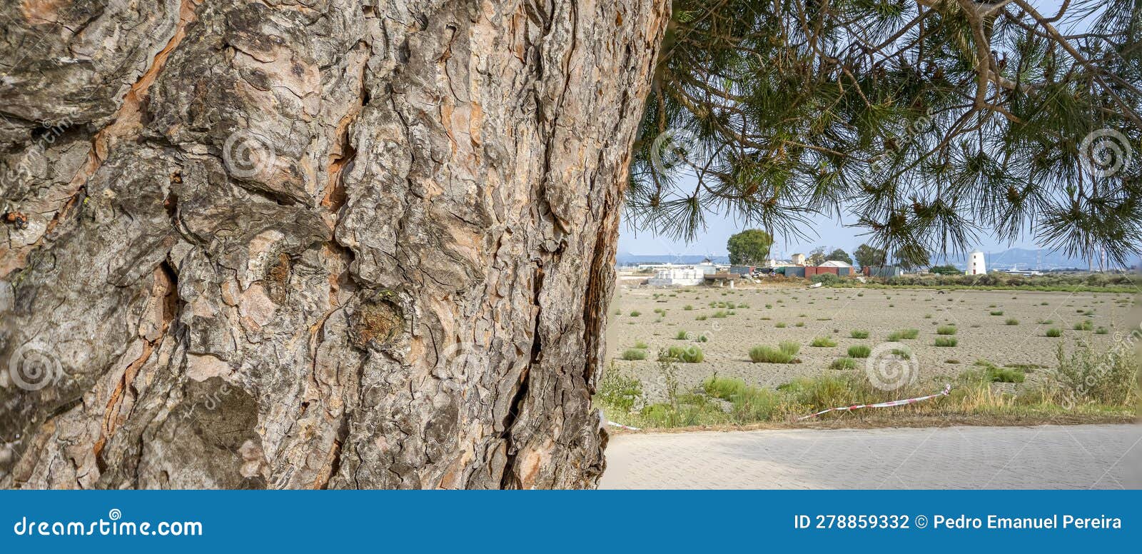 in the foreground part of a pine tree trunk and in the background alburrica mill, barreiro.