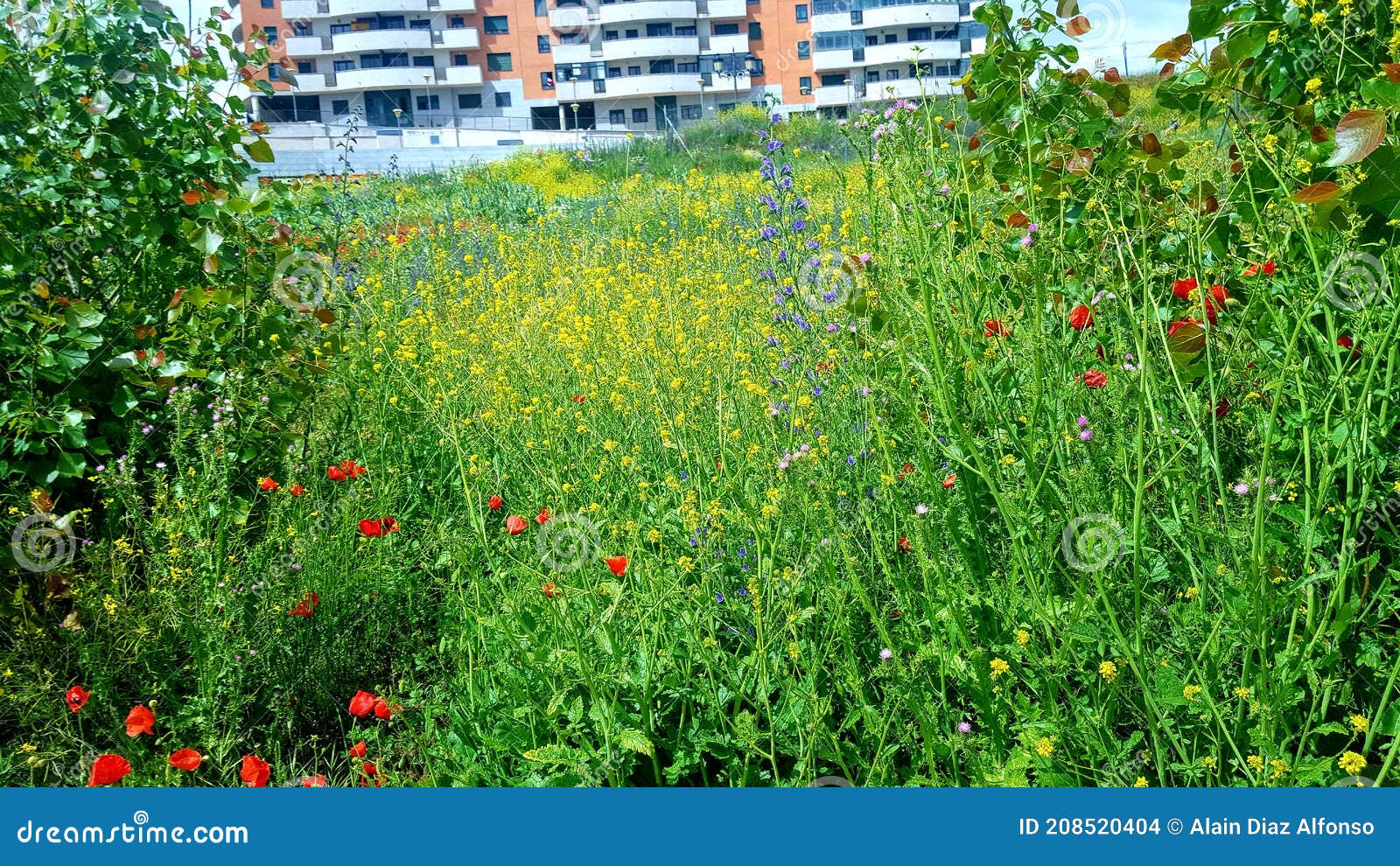 fores de verano