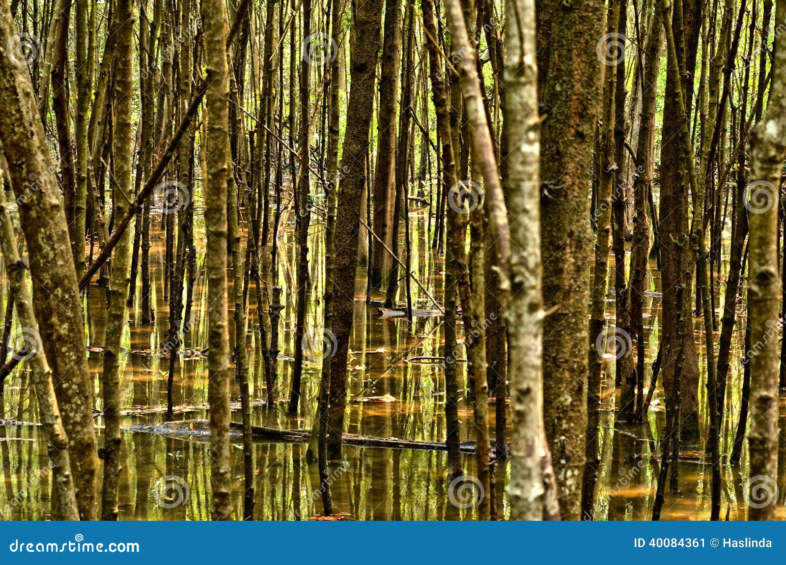 Forest Abstract, floresta dos manguezais. Textura e teste padrão da reflexão das árvores de floresta dos manguezais