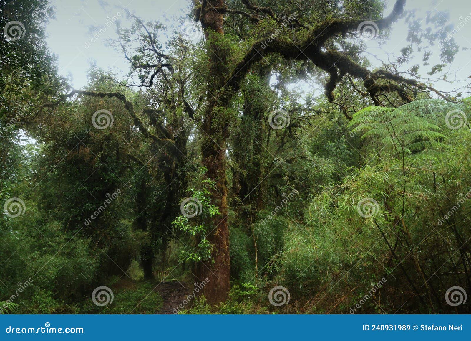 the forest of the alerce andino national park, chile