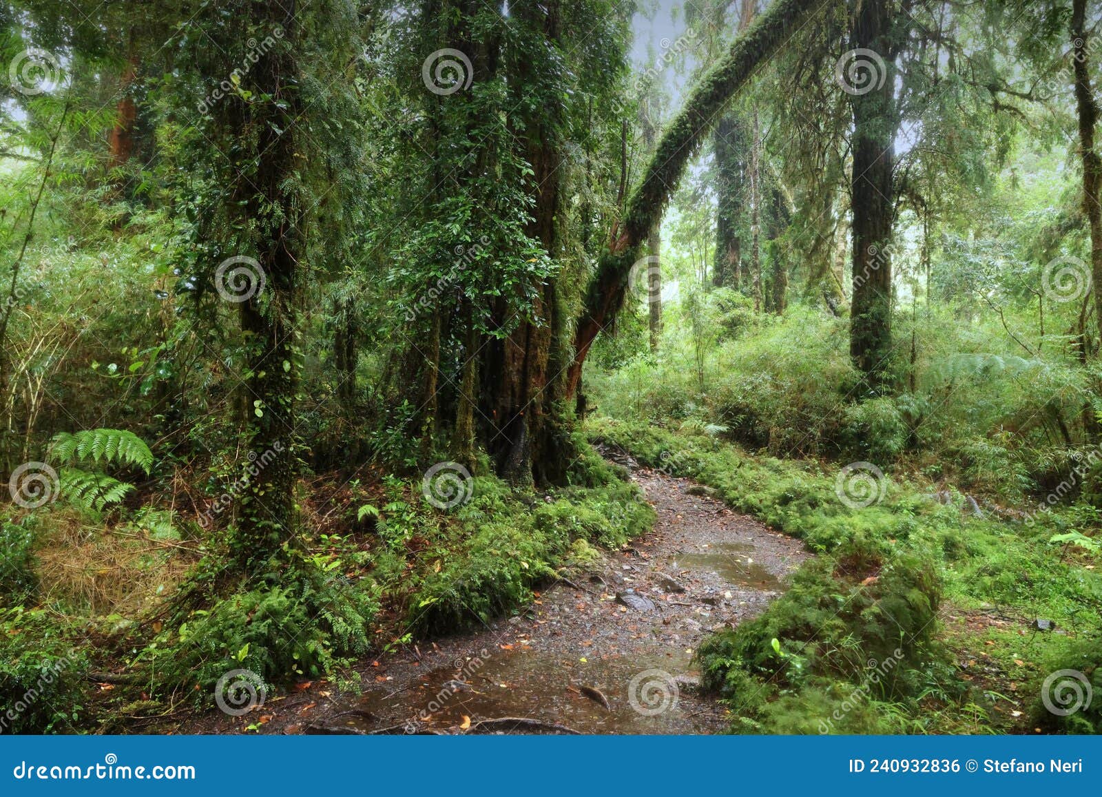 the forest of the alerce andino national park, chile