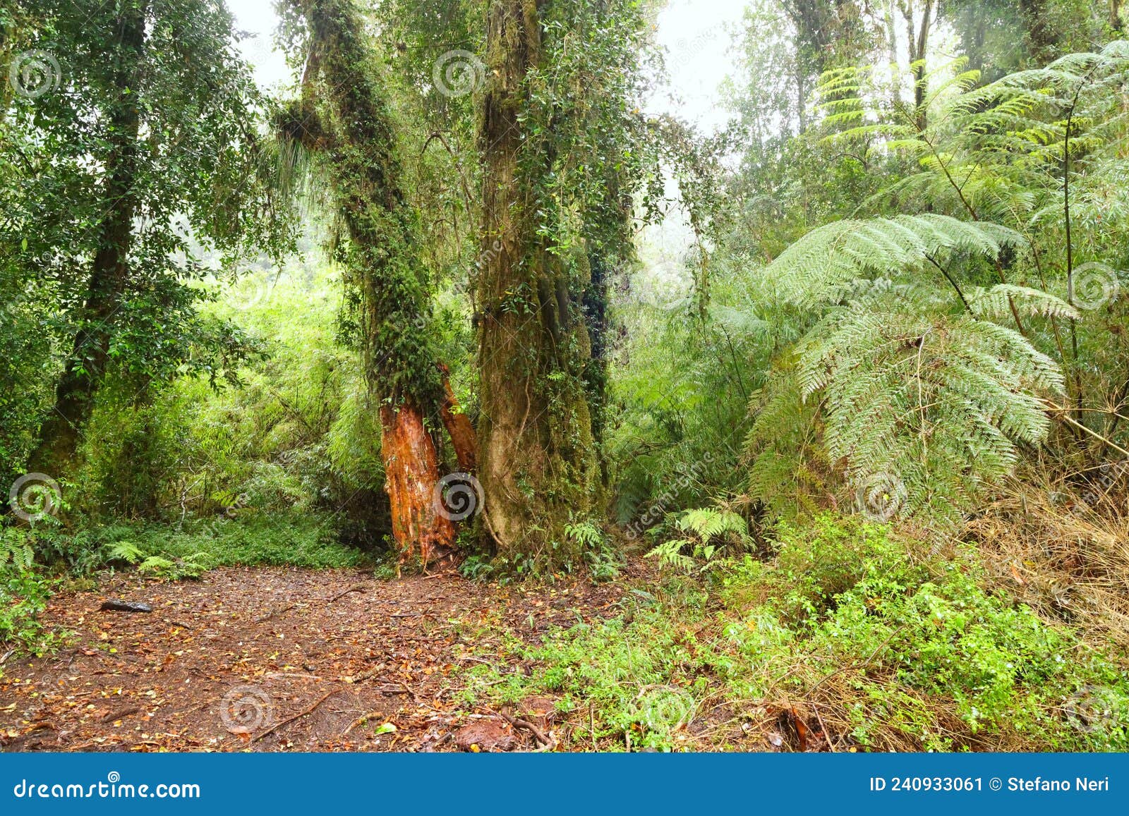 the forest of the alerce andino national park, chile