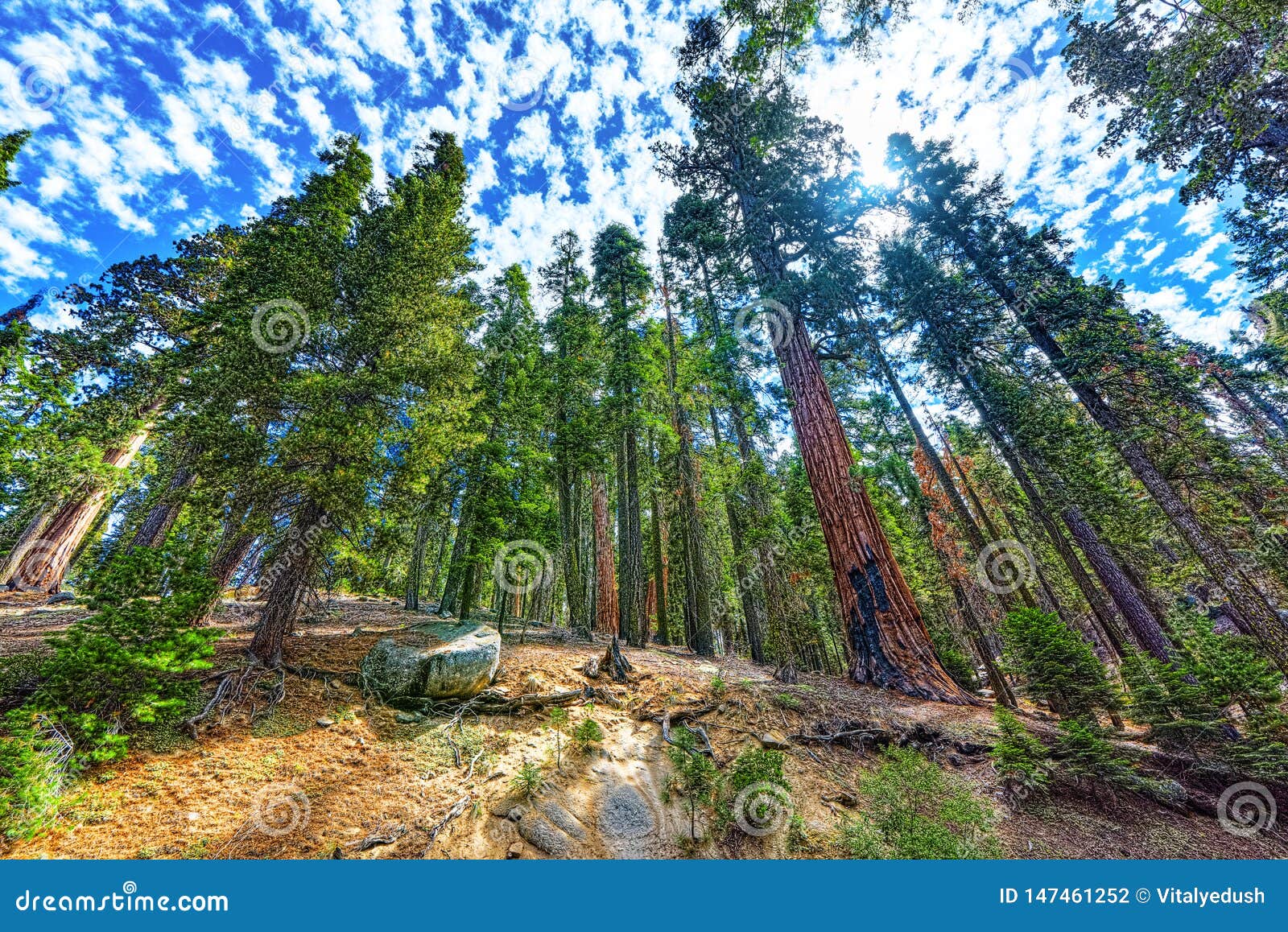forest of ancient sequoias in yosemeti national park