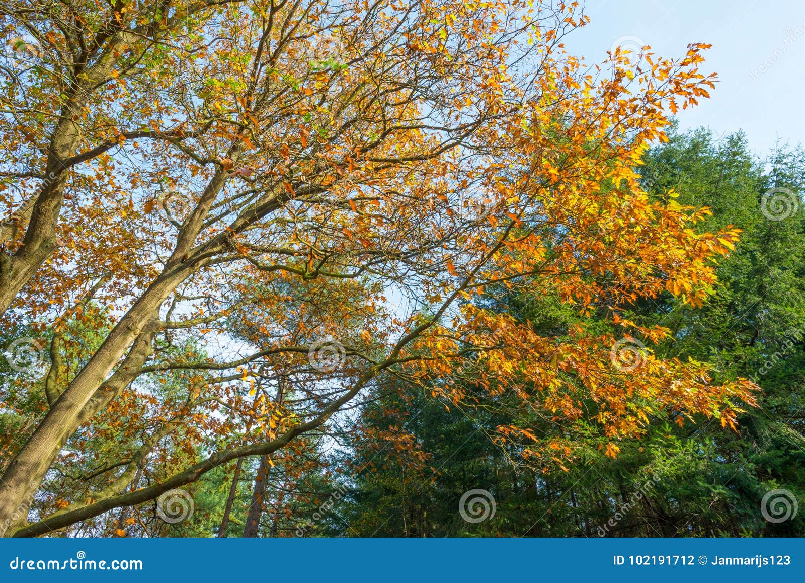 Forest In Autumn Colors In Sunlight At Fall Stock Photo Image Of