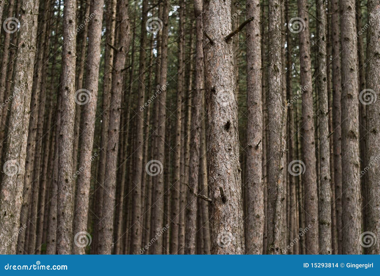 Forest background. Forest abstract background with many trees