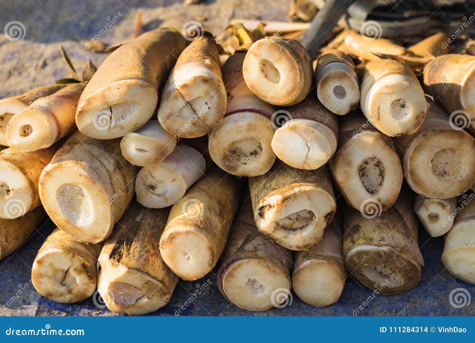 Forest Bamboo Shoot after Harvesting Stock Photo Image of vietnamese