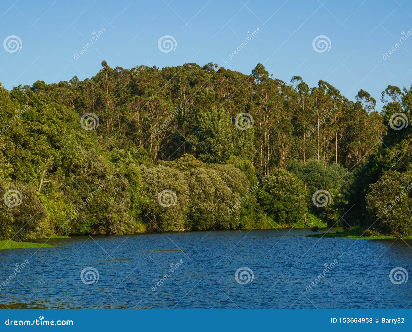 Forest on Banks of Ave River in Portugal on a Sunny Summer Day with Blue  Sky Stock Photo - Image of trees, eucalyptus: 153664958