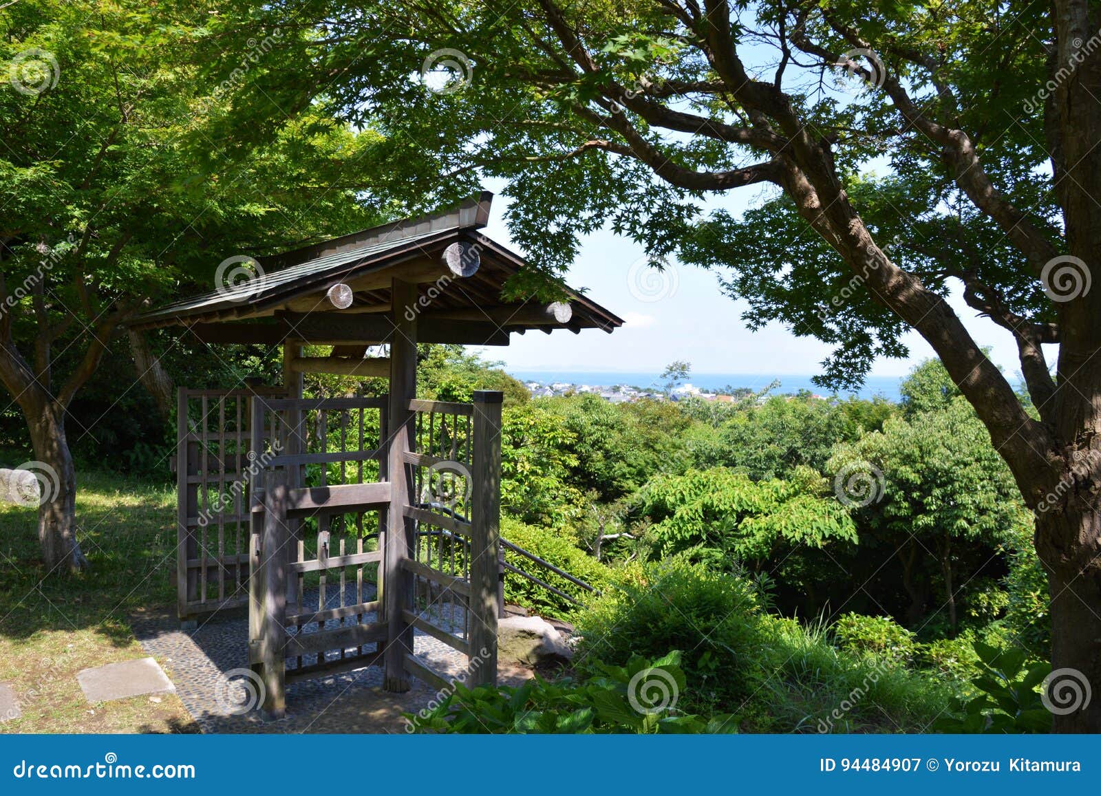 forest bathing/fresh green park
