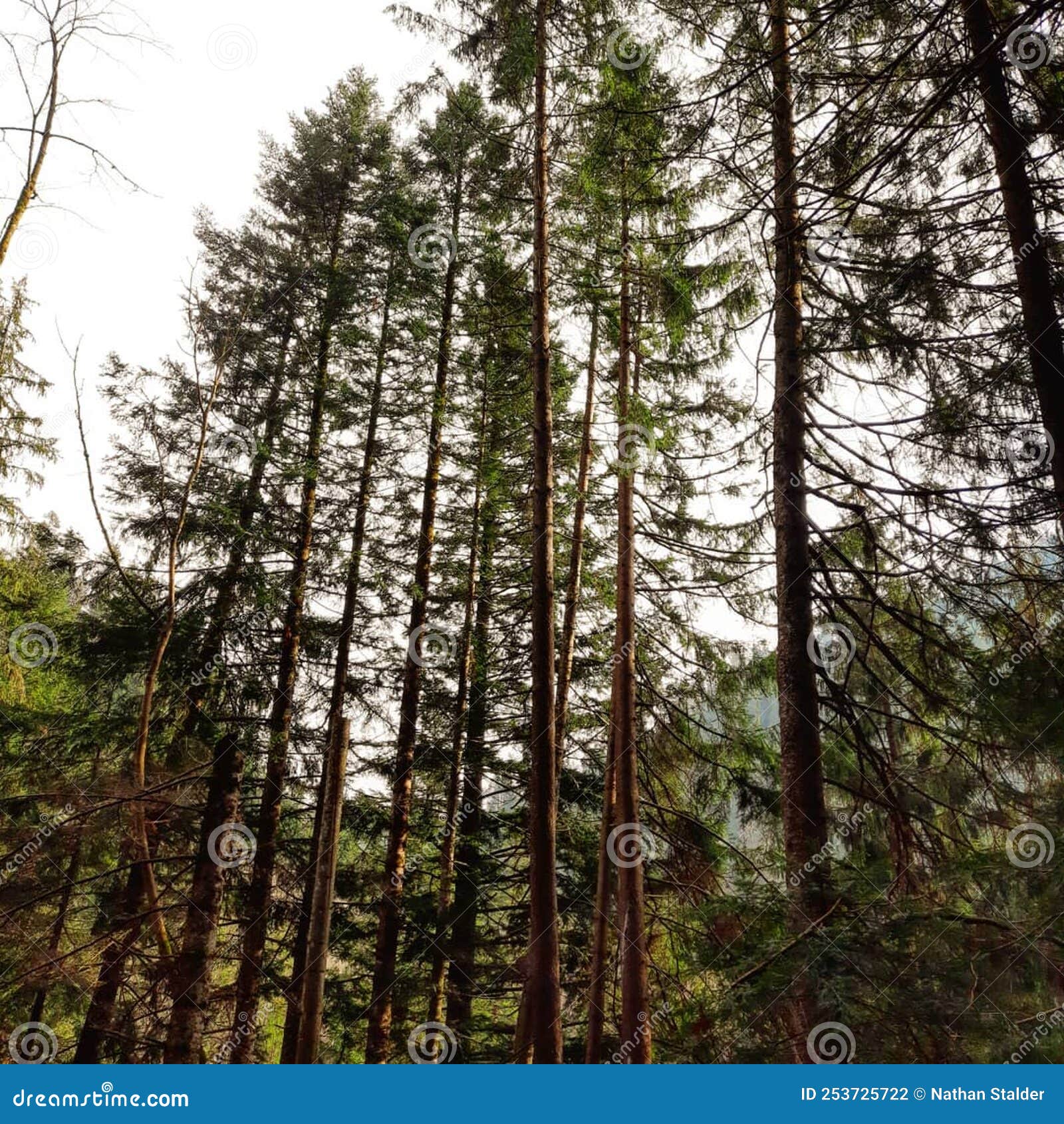 The Forest, the Battery of Life ðŸ¥° â€¼ï¸ CLICK on the LINK for an