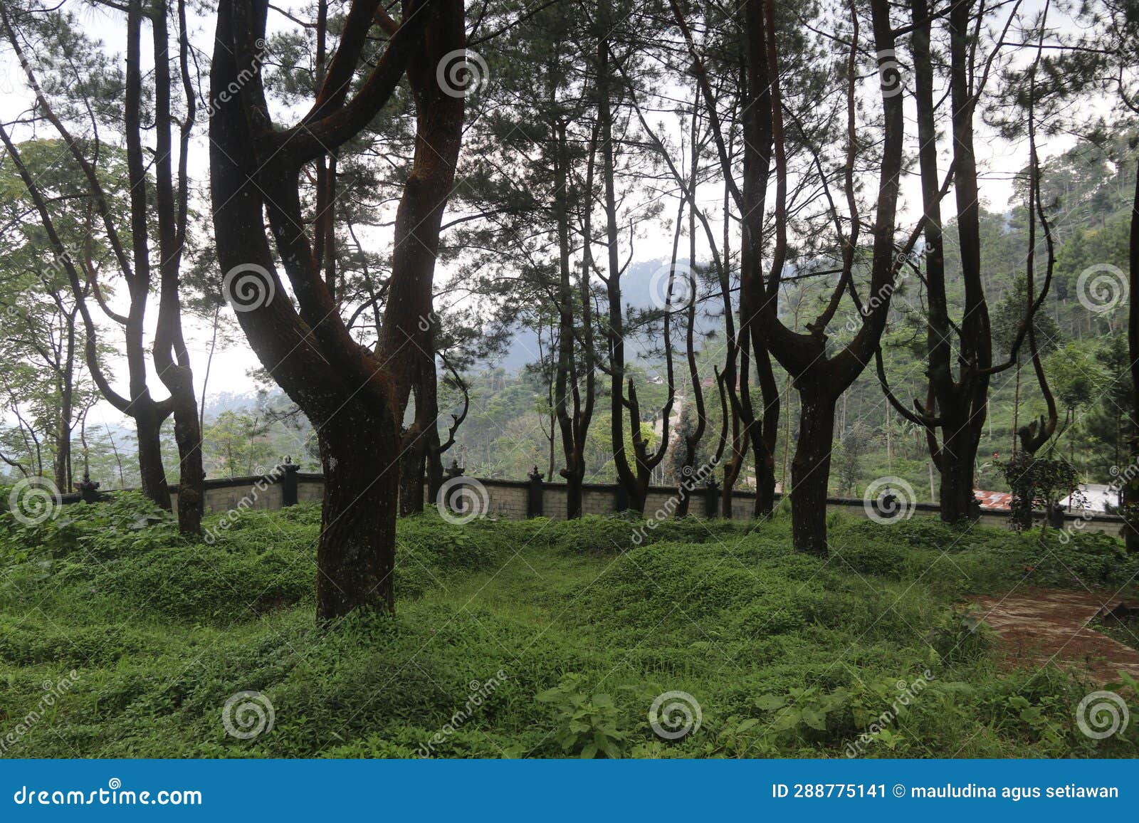 Forest beauty and coolness stock image. Image of forest - 288775141