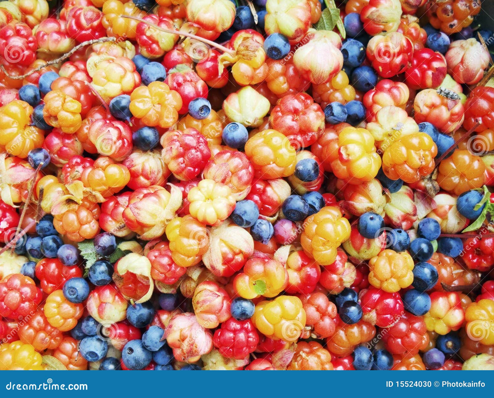 Forest berries stock photo. Image of round, yellow, berry 15524030