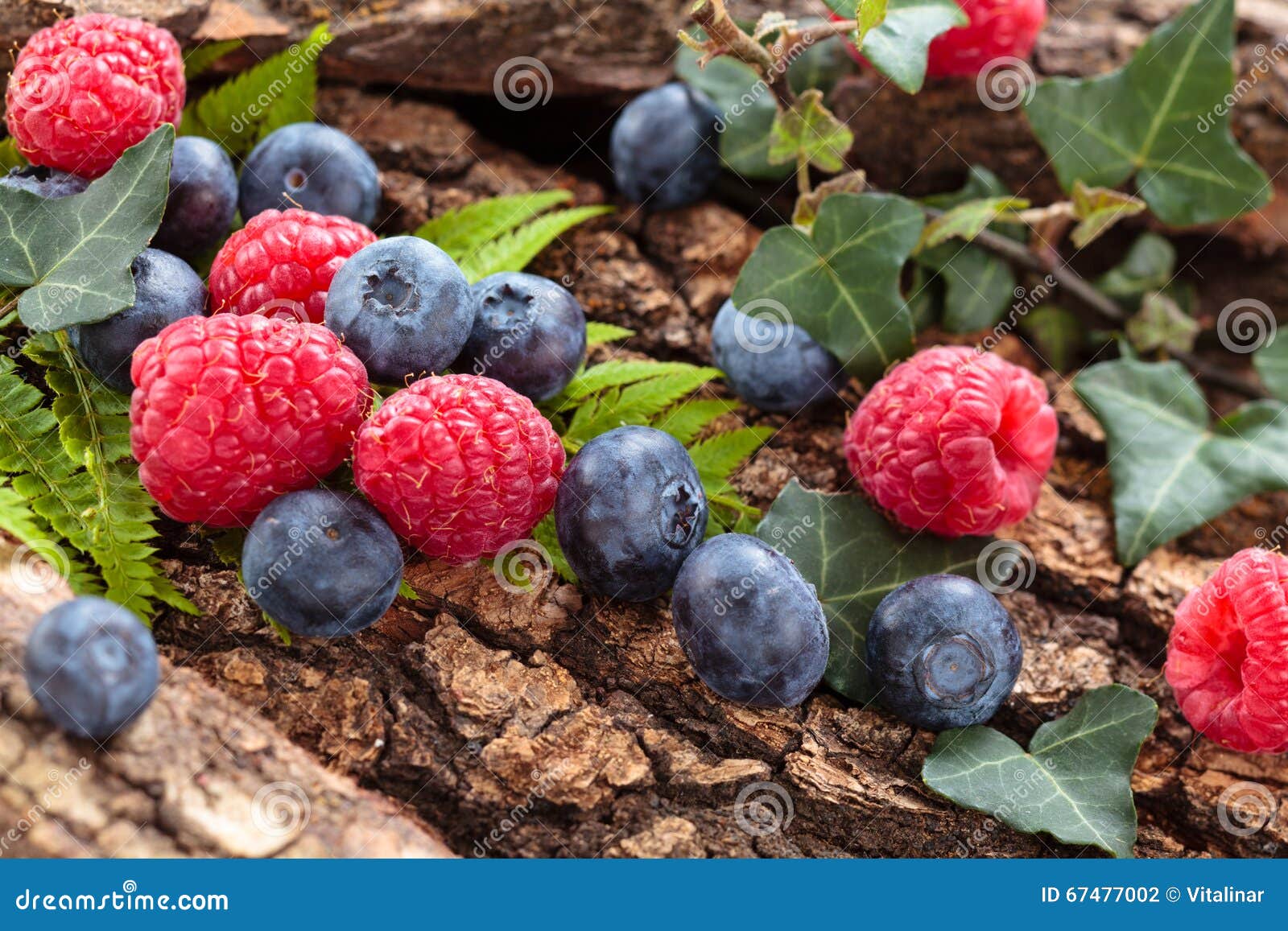 Forest berries background. stock photo. Image of berry 67477002