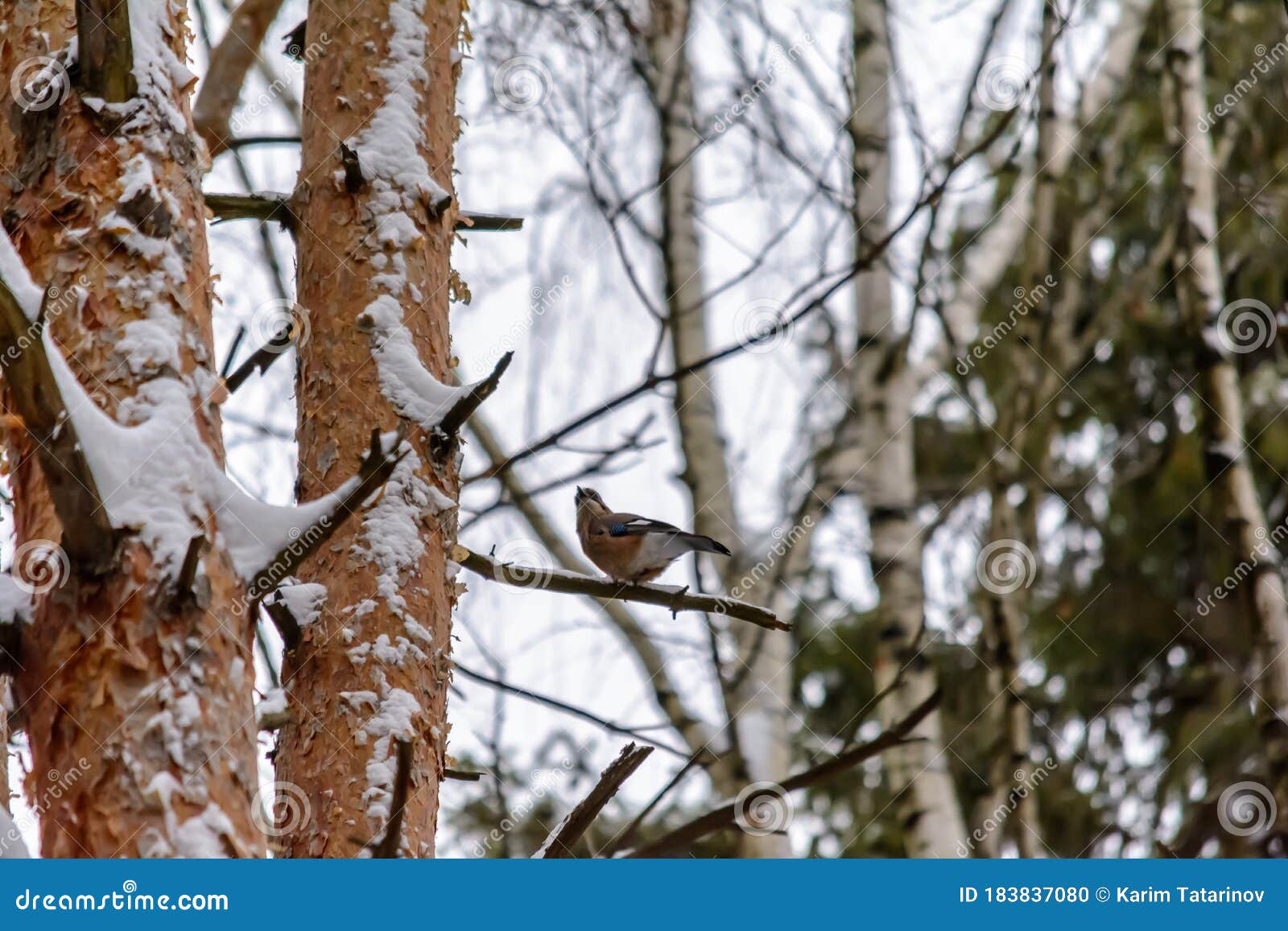 forest birds live near the feeders in winter