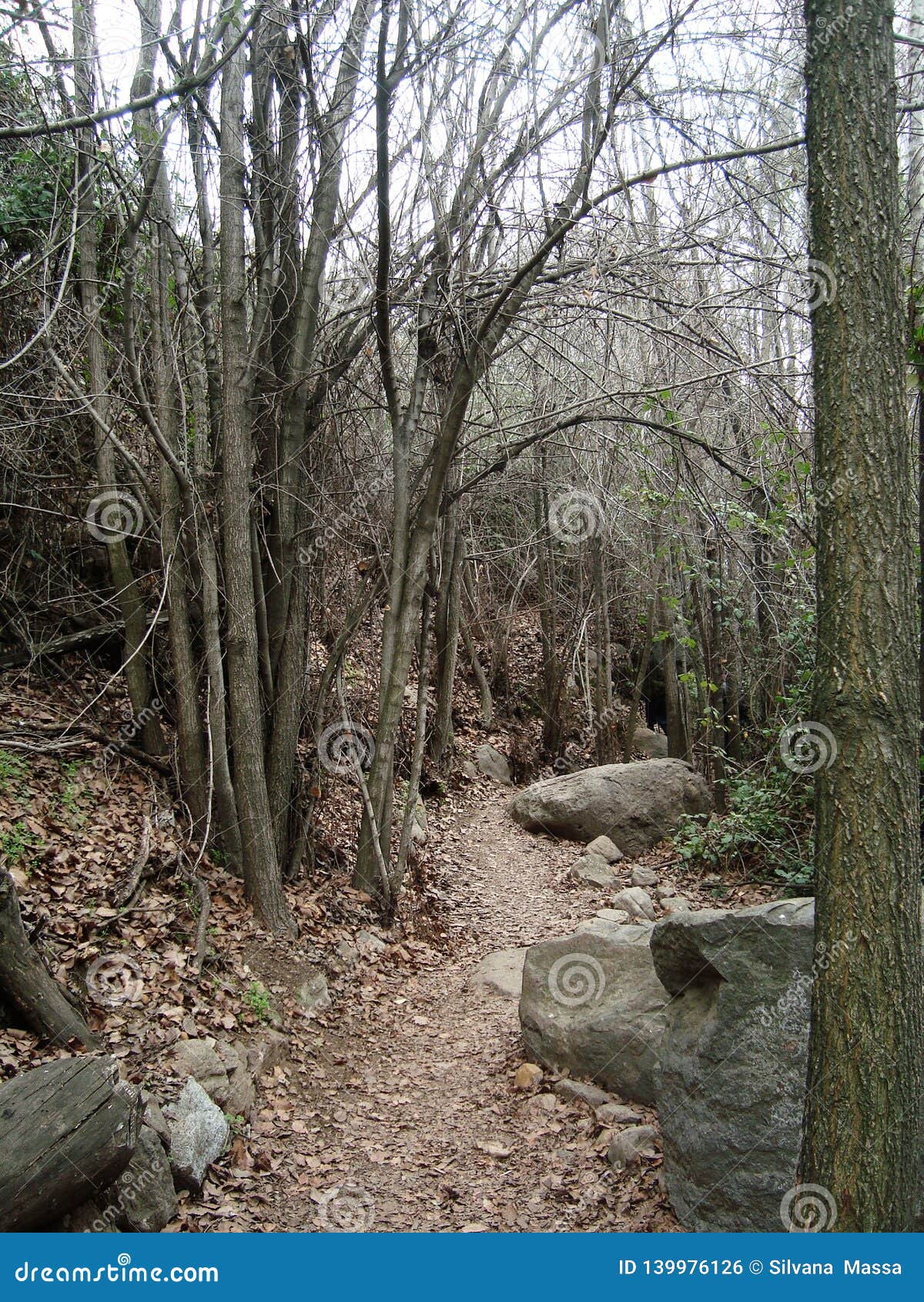 forest branches wood stones autumn