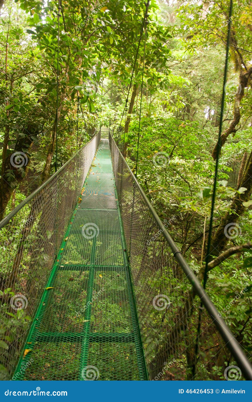 Forest bridge. Metal bridge between tree tops, Costa Rica