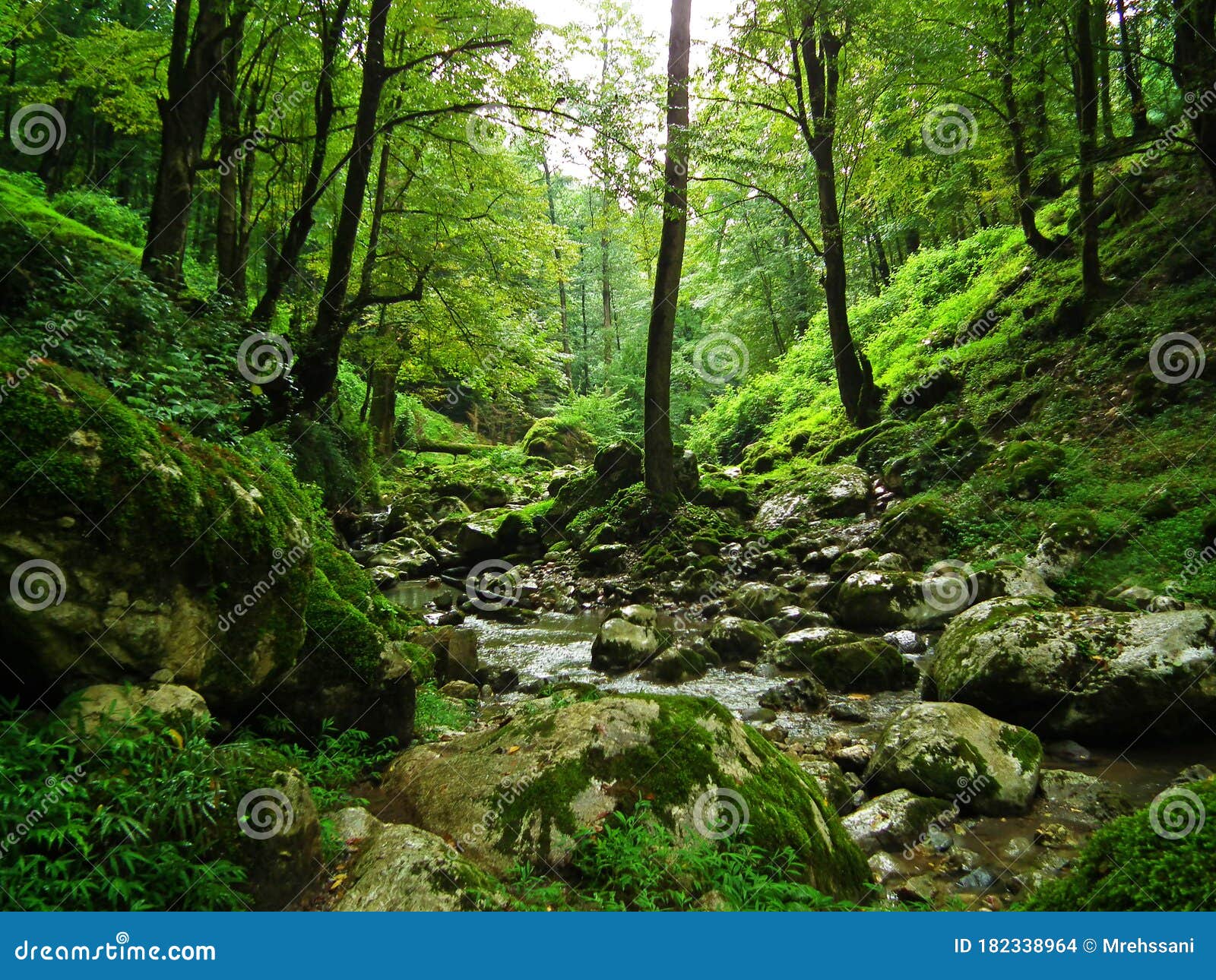 forest brook streaming in the caspian hyrcanian forests , iran