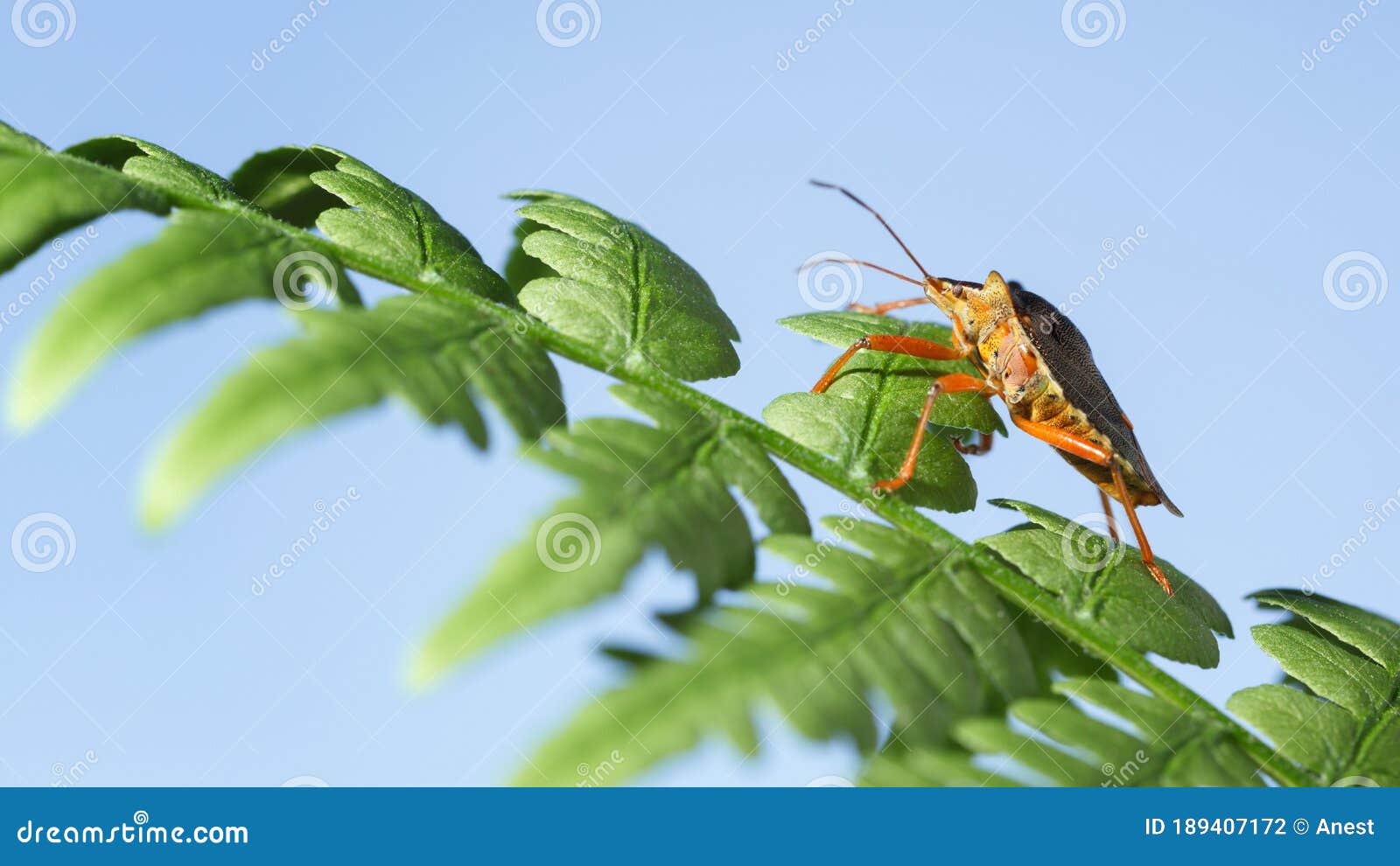 Forest bug on fern stock photo. Image of detail, plant 189407172
