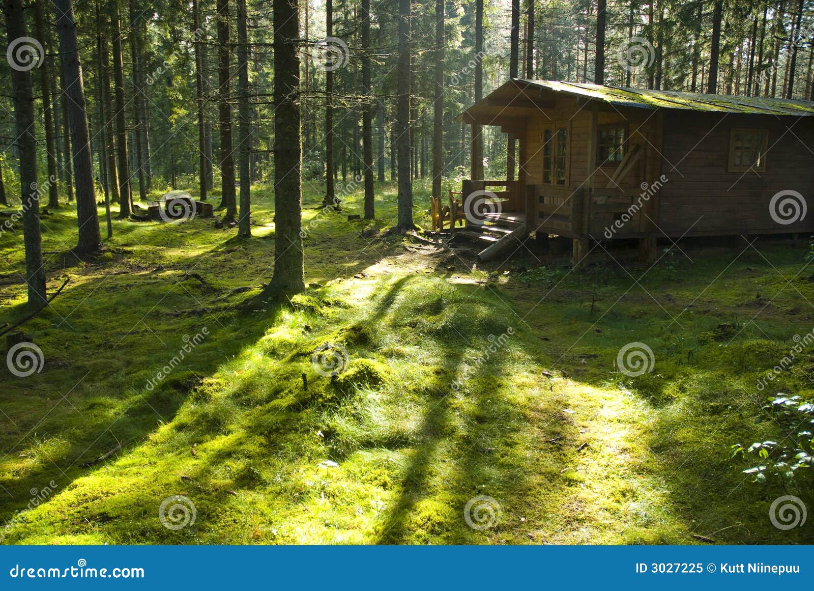 forest cabin on sunny morning