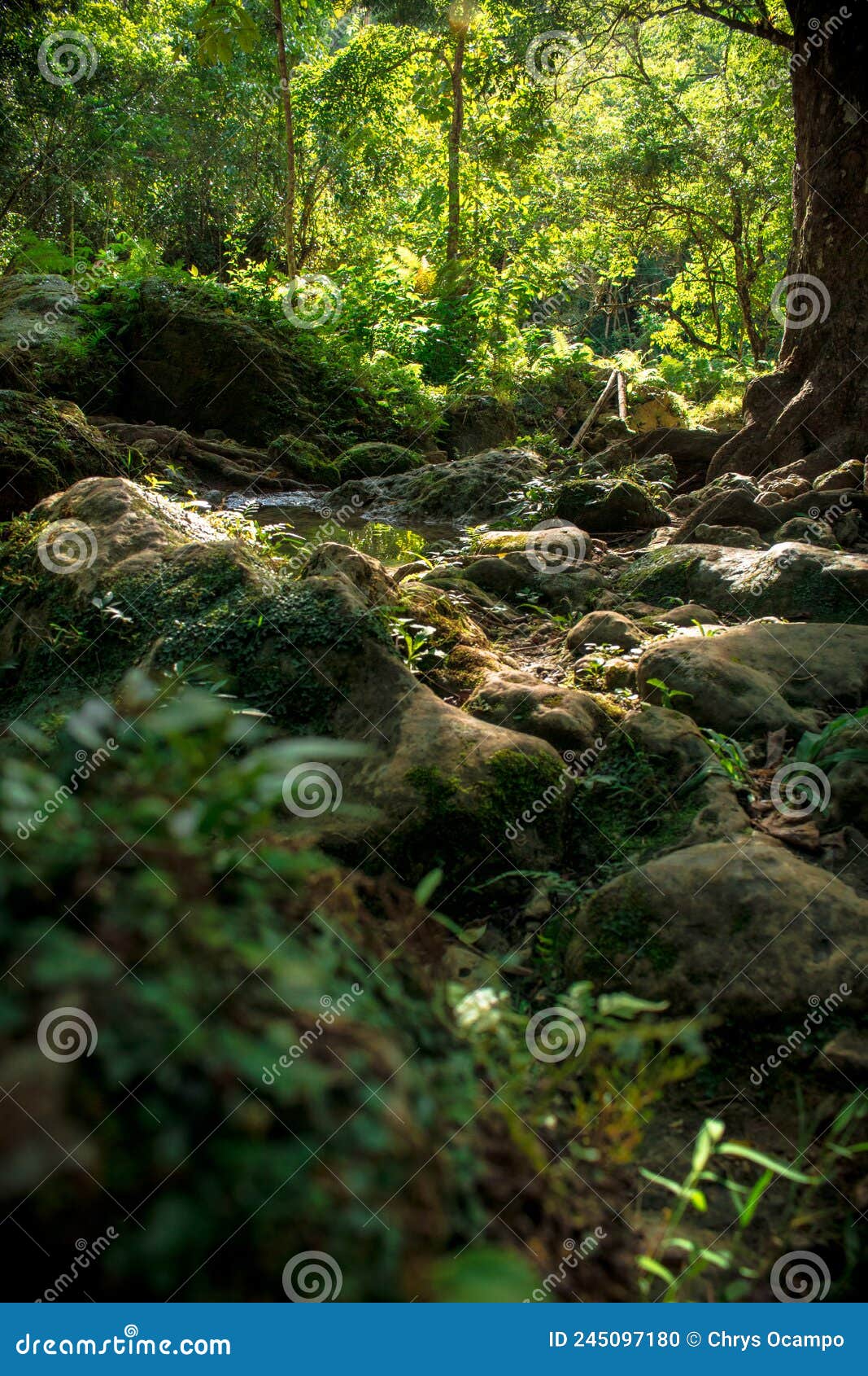 forest in cambais falls alegria cebu