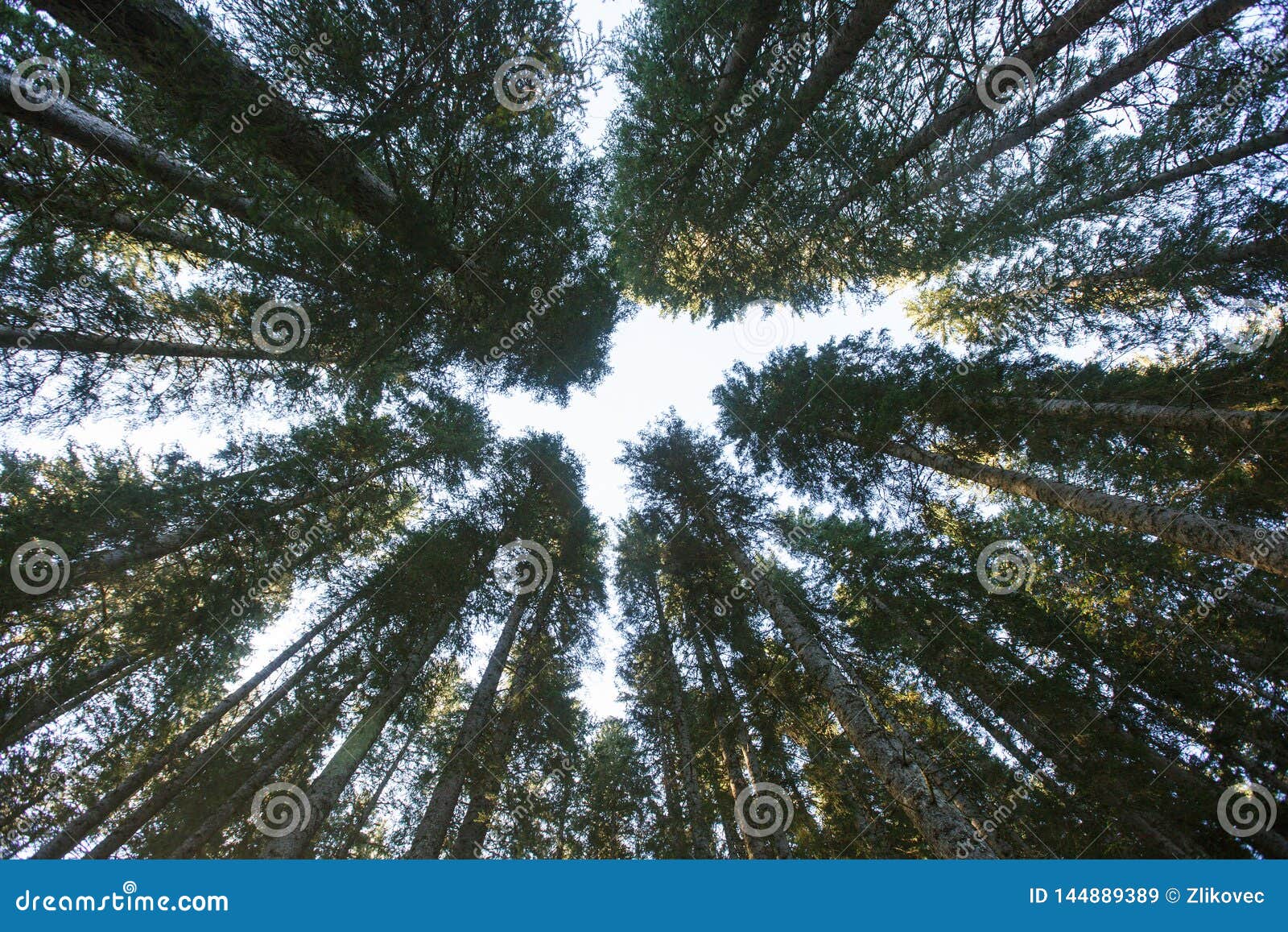 forest canopy of dense spruce forest against blue sky, unique view from below