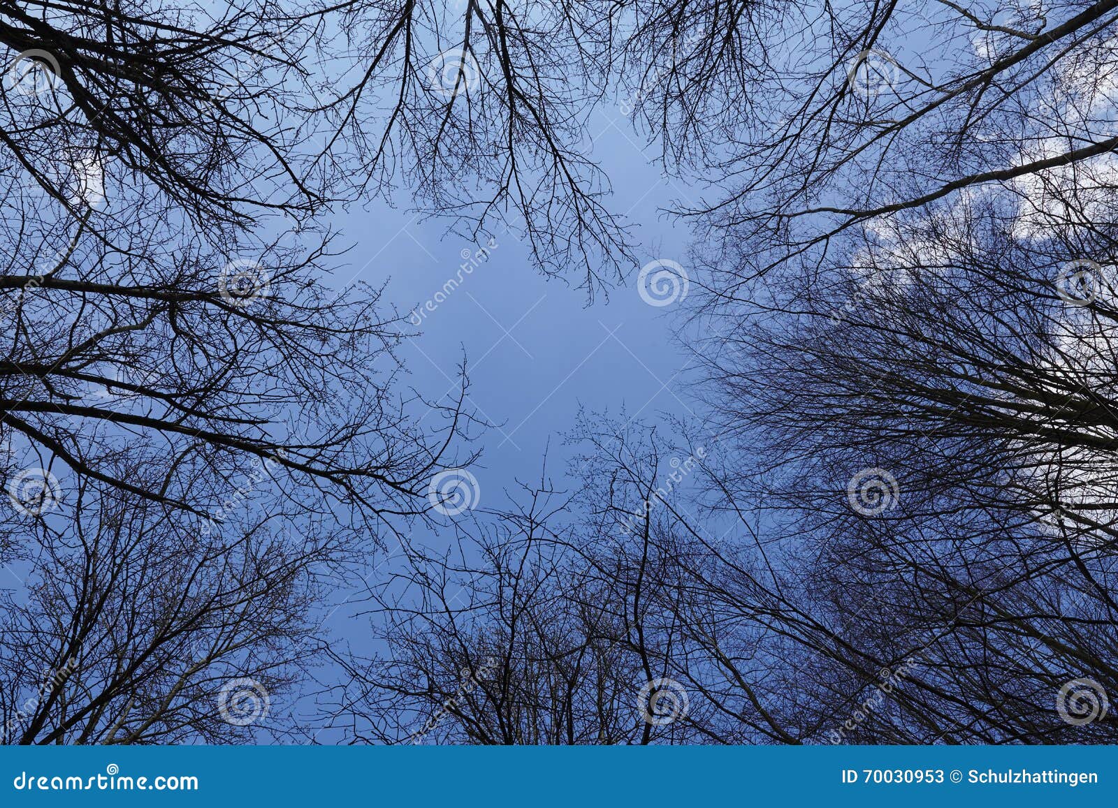 Forest Circular Arranged Treetops Towards Blue Sky Stock Image