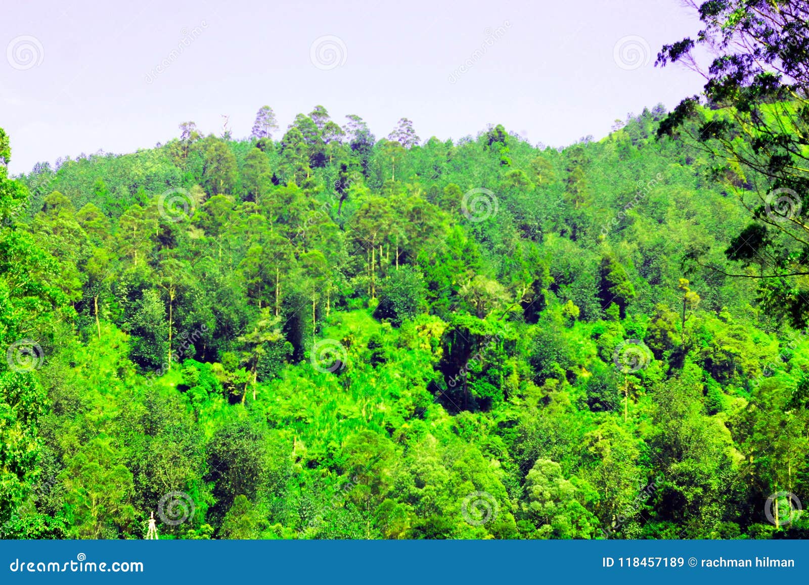 forest in cisanti lake