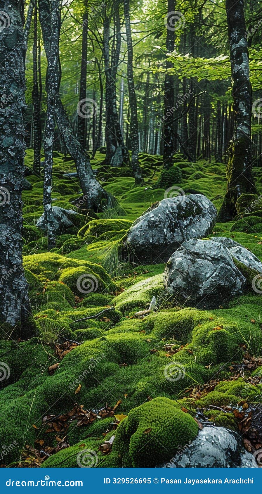 forest clearing covered in moss and rocks
