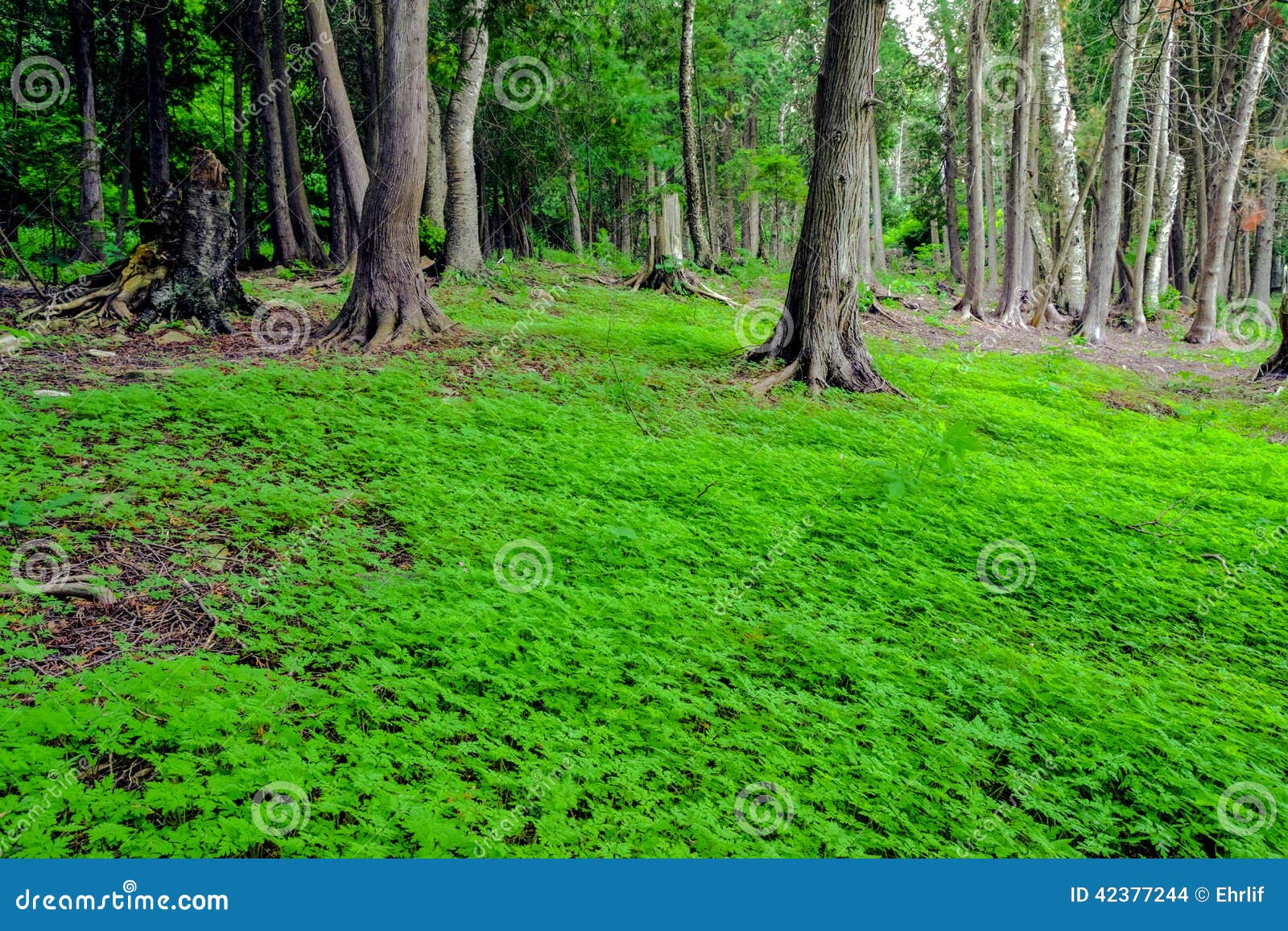 Forest Clearing stock photo. Image of michigan 42377244