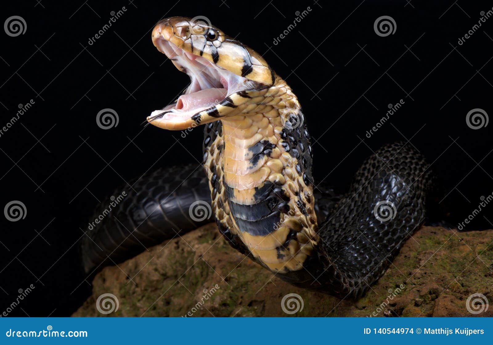 Forest Cobra Naja Melanoleuca Stock Photo - Image of danger
