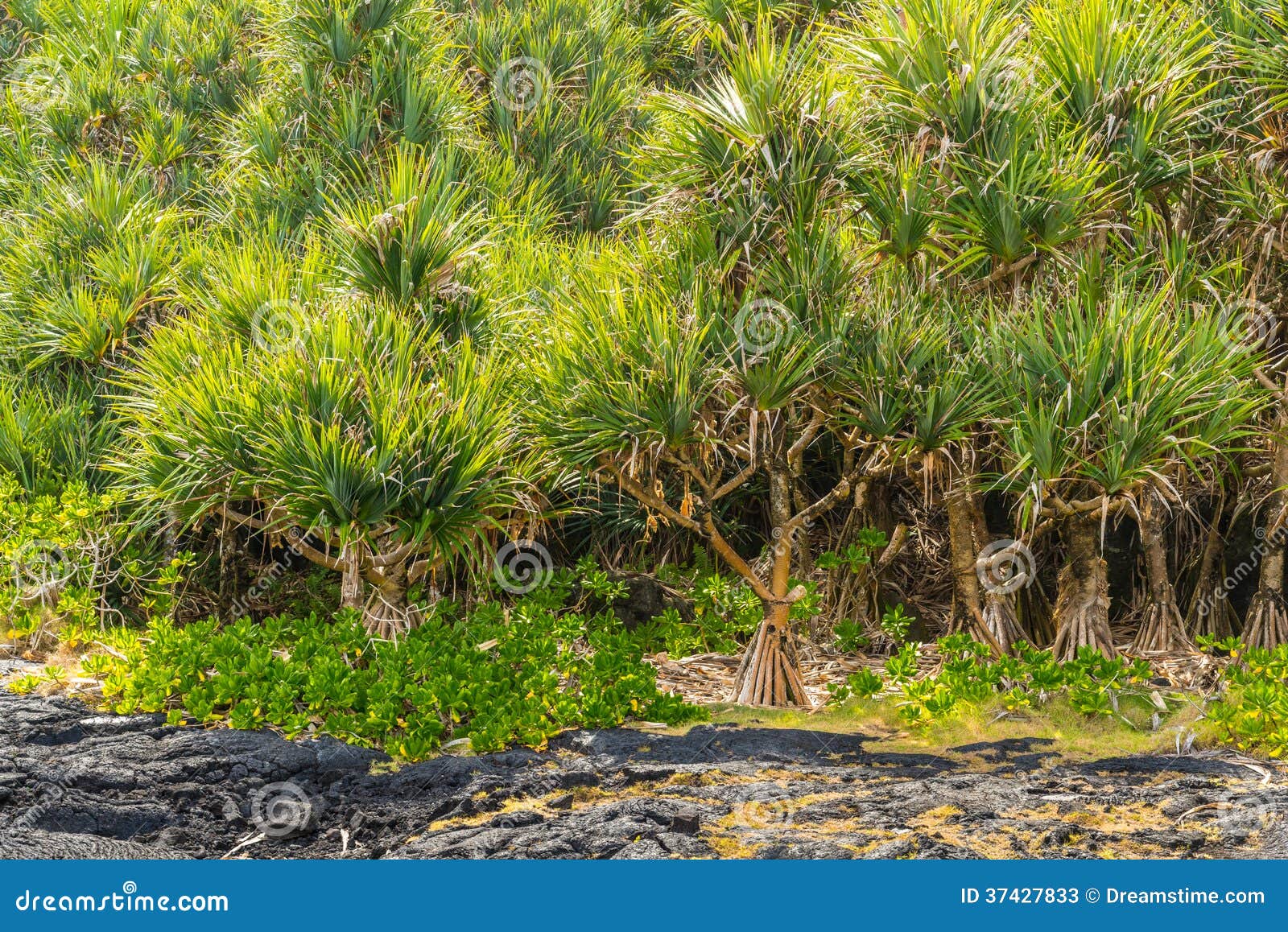 Forest of Common Screwpine (Pandanus Utilis) and Lava Field Stock Image