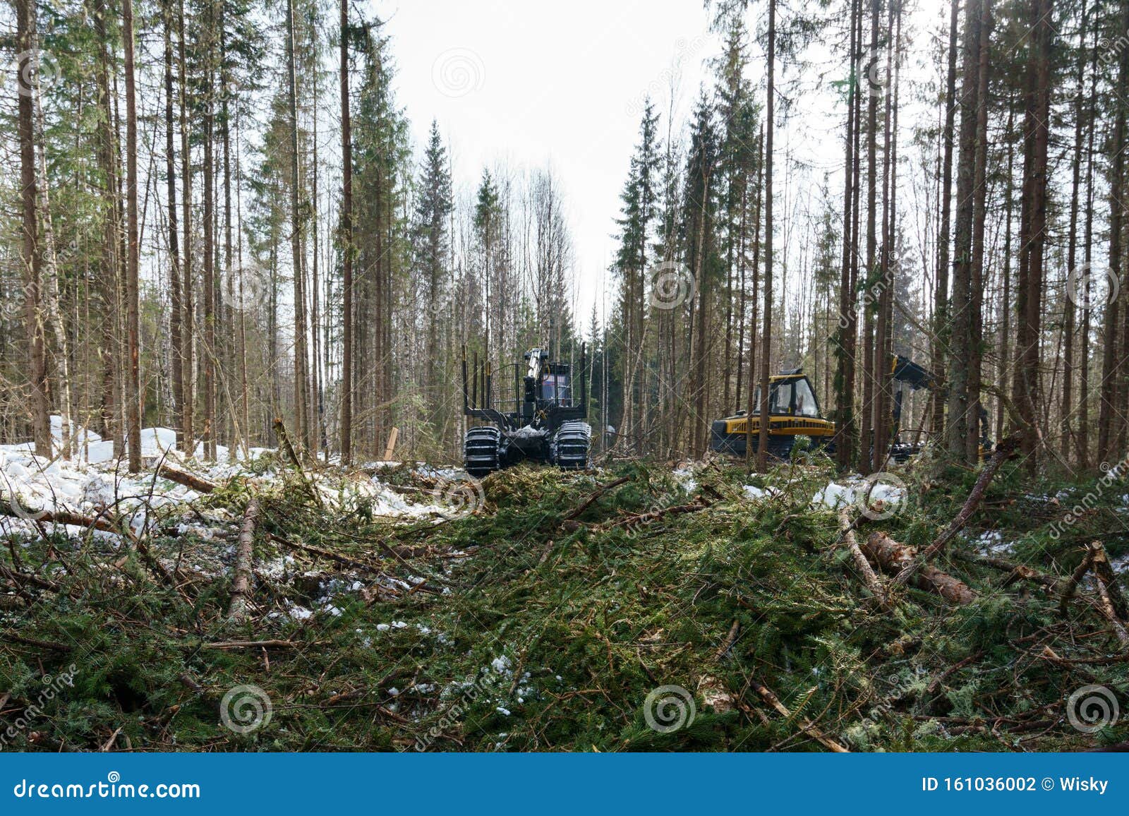In Forest it Conducts Work on Wood Harvesting Stock Photo Image of