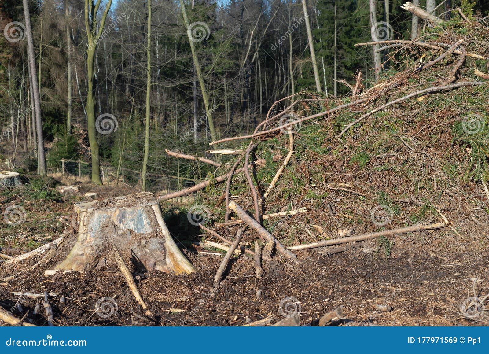 Forest Cut Trees Logging, Pine Spruce Branches Cut Down Pile Stock