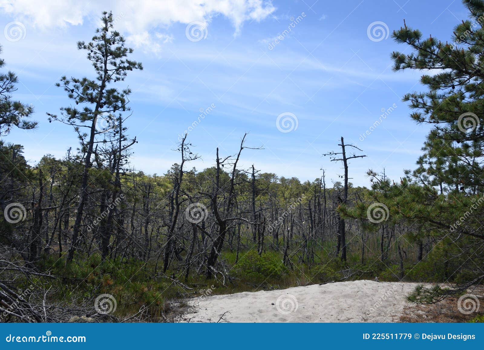 Forest of Dead Trees on the Outer Cape Stock Image Image of cape