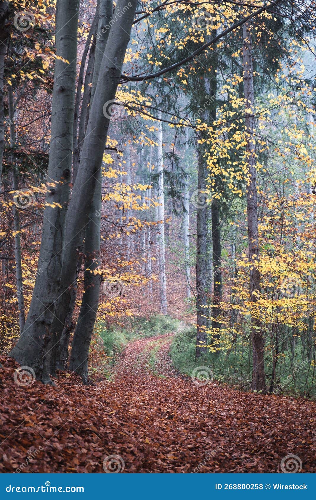 Forest with Dense Autumn Trees Stock Photo - Image of dense, season ...