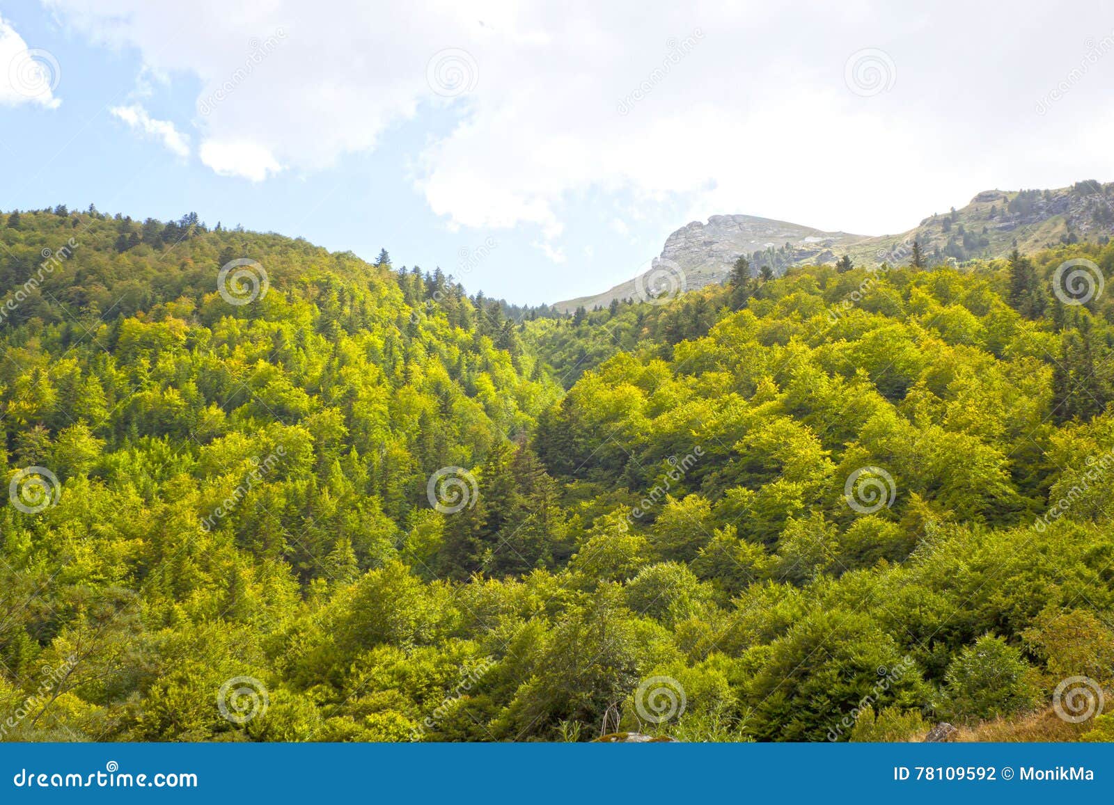 Forest Of Different Types Of Trees Stock Photography | CartoonDealer ...