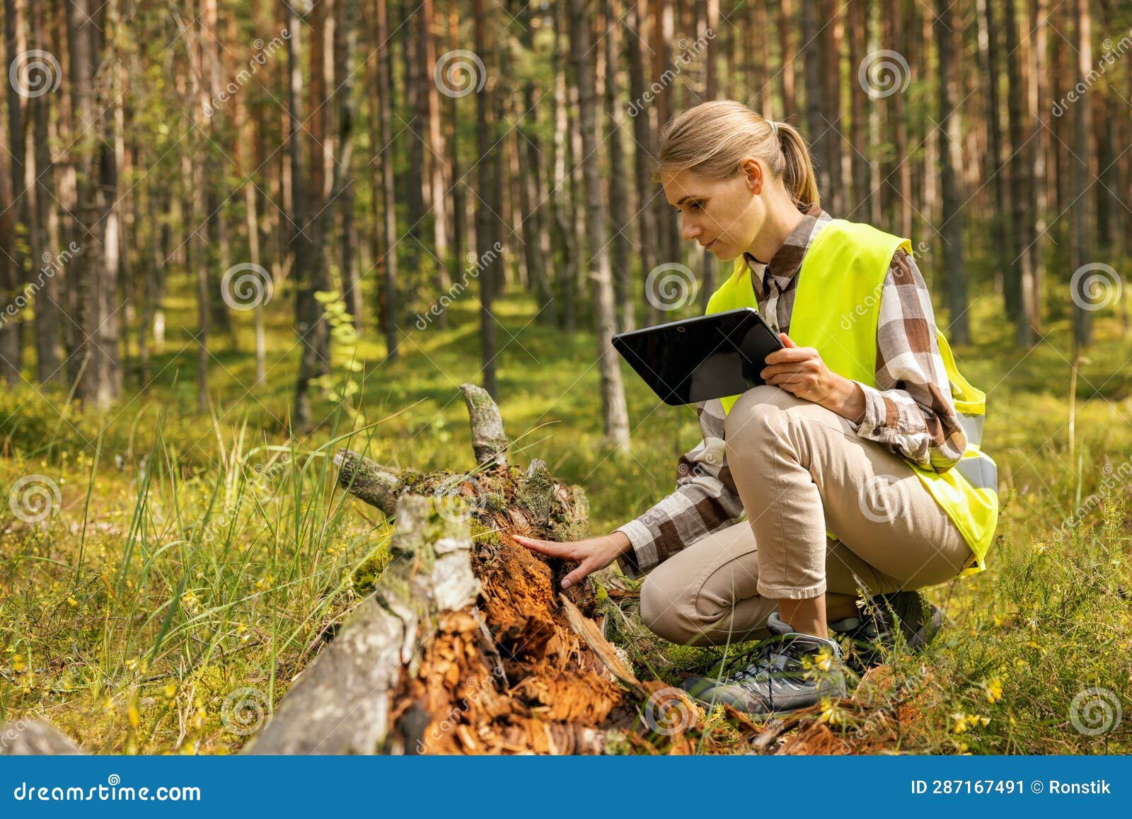 Forest Ecosystem. Forestry Worker Inspecting Old Fallen Tree, Forester