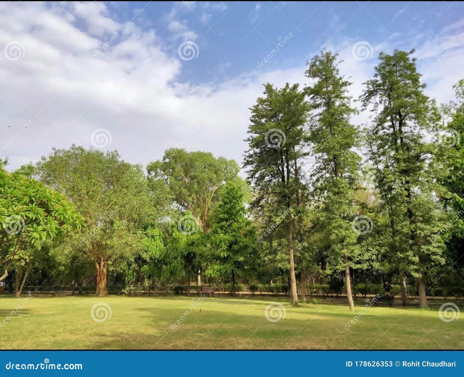 forest ecosystems with open park and trees around