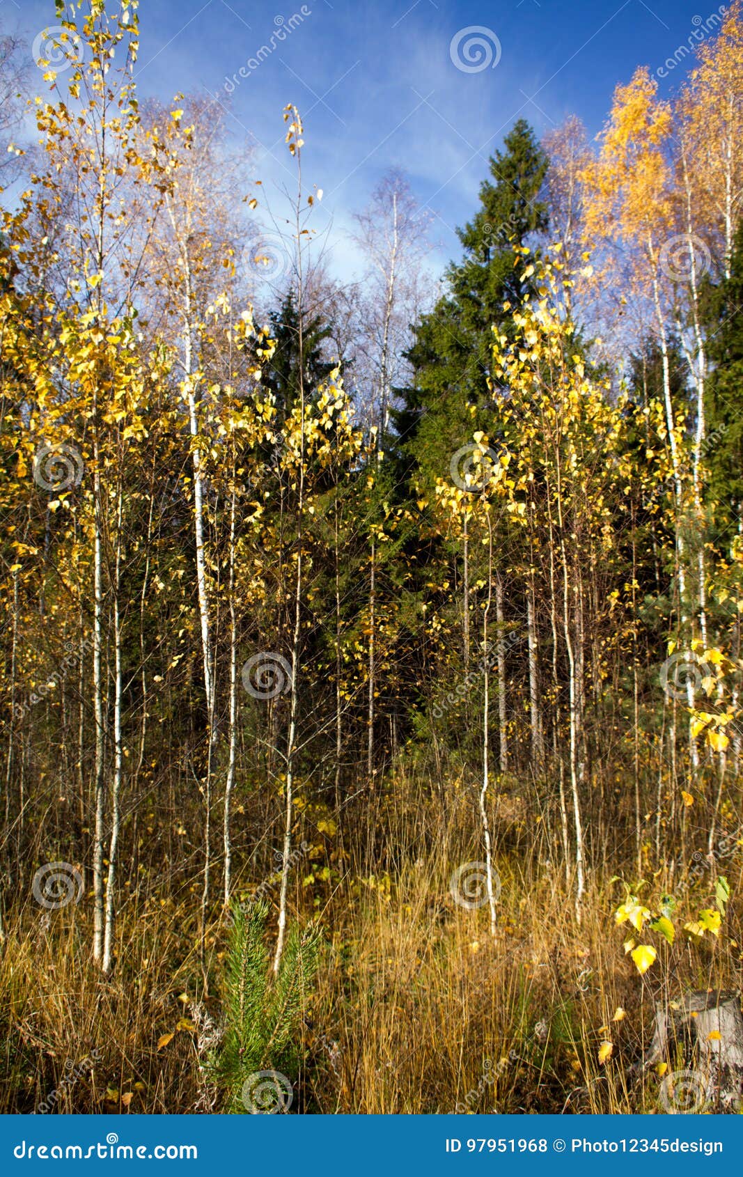 Forest edge stock photo. Image of gray, golden, brown 97951968
