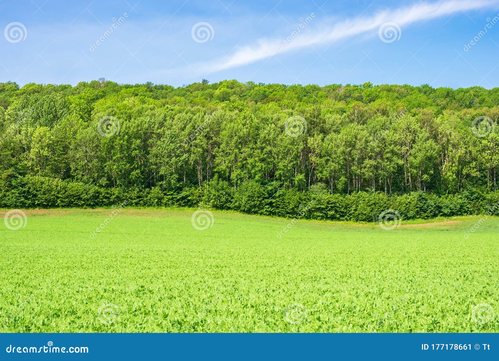 Forest Edge at a Field on a Hillside Stock Image Image of foliage