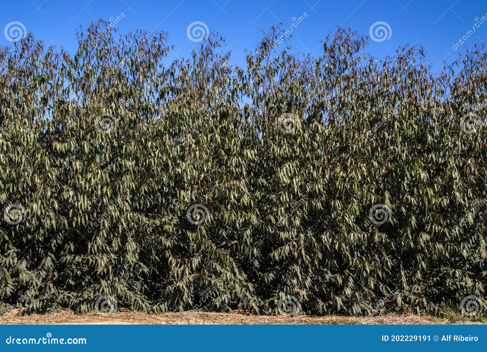 forest of eucalyptus tree in sao paulo state